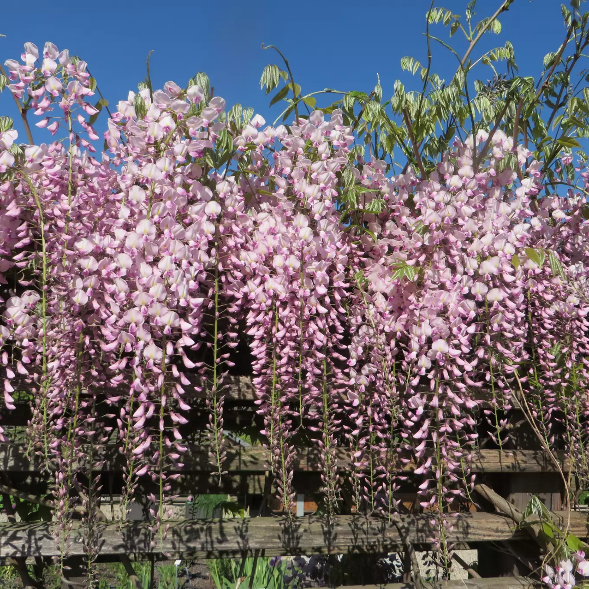 Pink Japanese Wisteria - Wisteria floribunda Honbeni