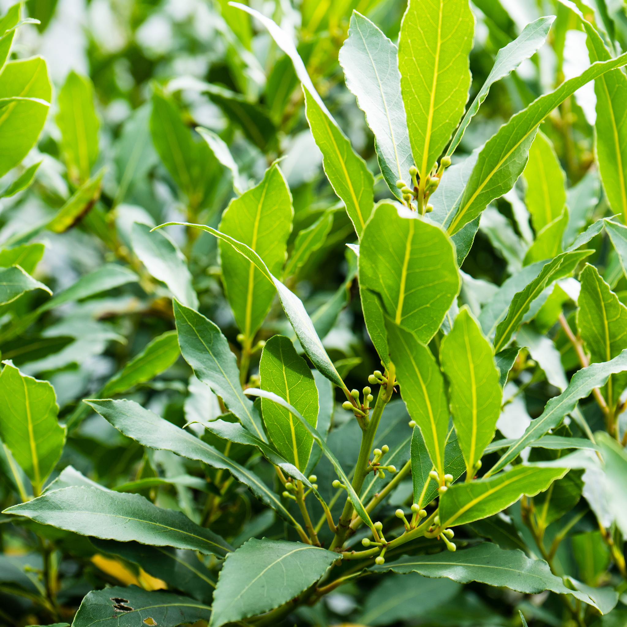 Compact Bay Laurel Tree - Laurus nobilis Flavour Master