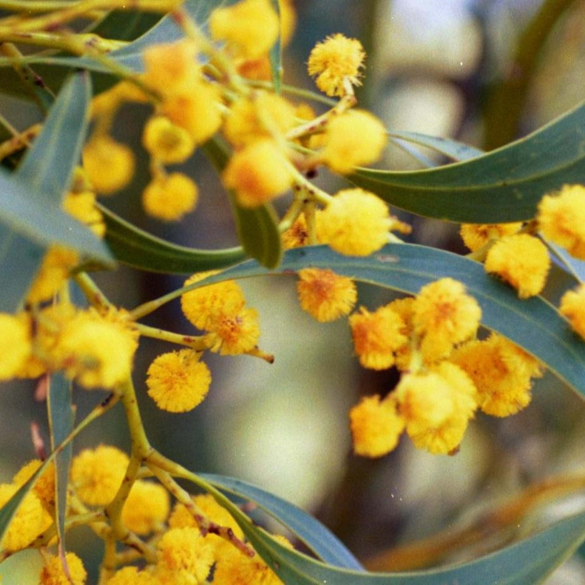 Acacia Golden Wattle - Acacia pycnantha