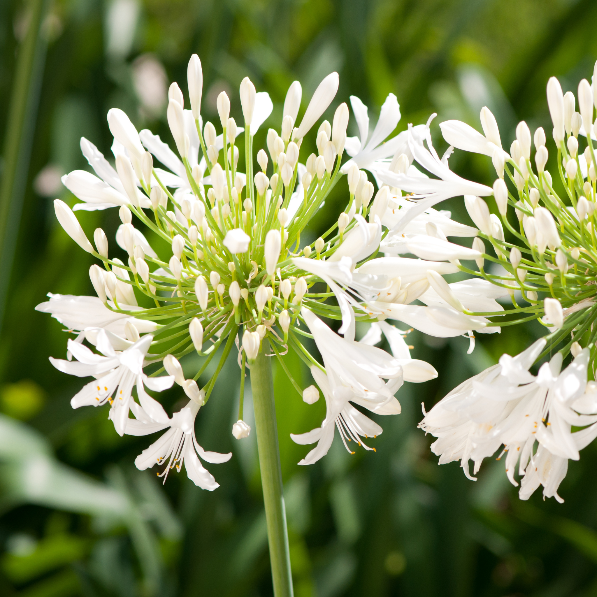 Dwarf White Agapanthus praecox - Lily of the Nile, African Lily