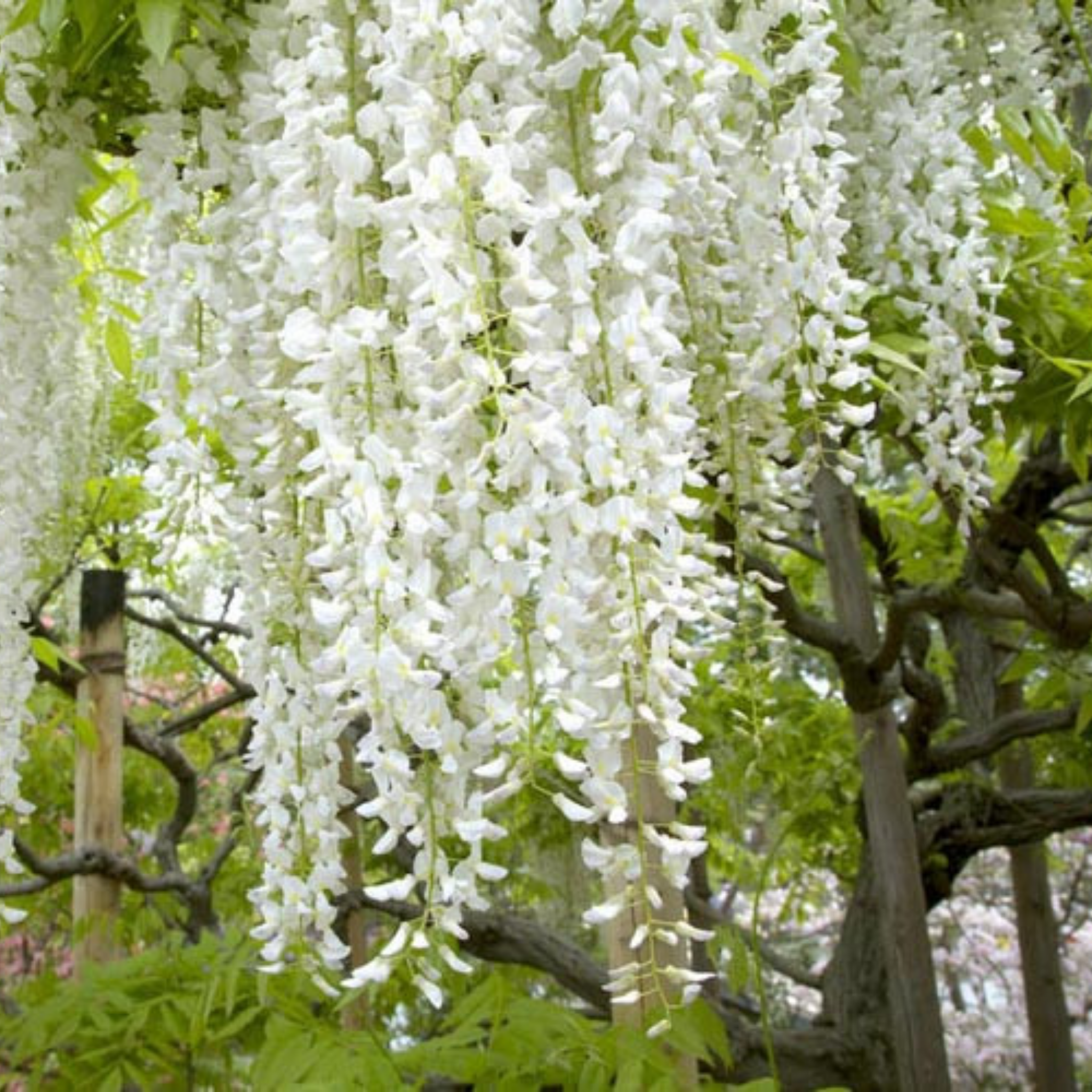 White Japanese Wisteria - Wisteria floribunda Alba