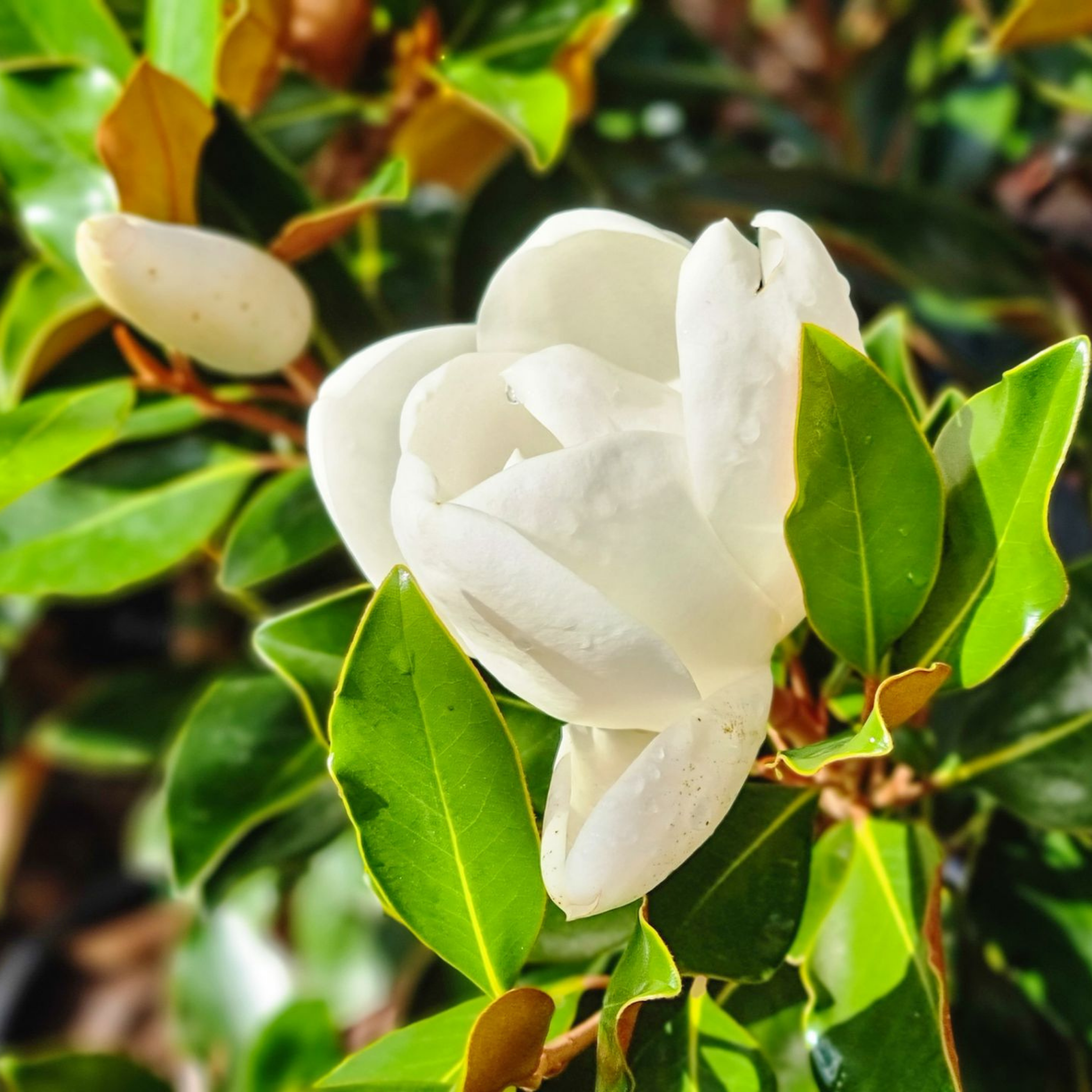 Magnolia Little Gem - Magnolia grandiflora Little Gem