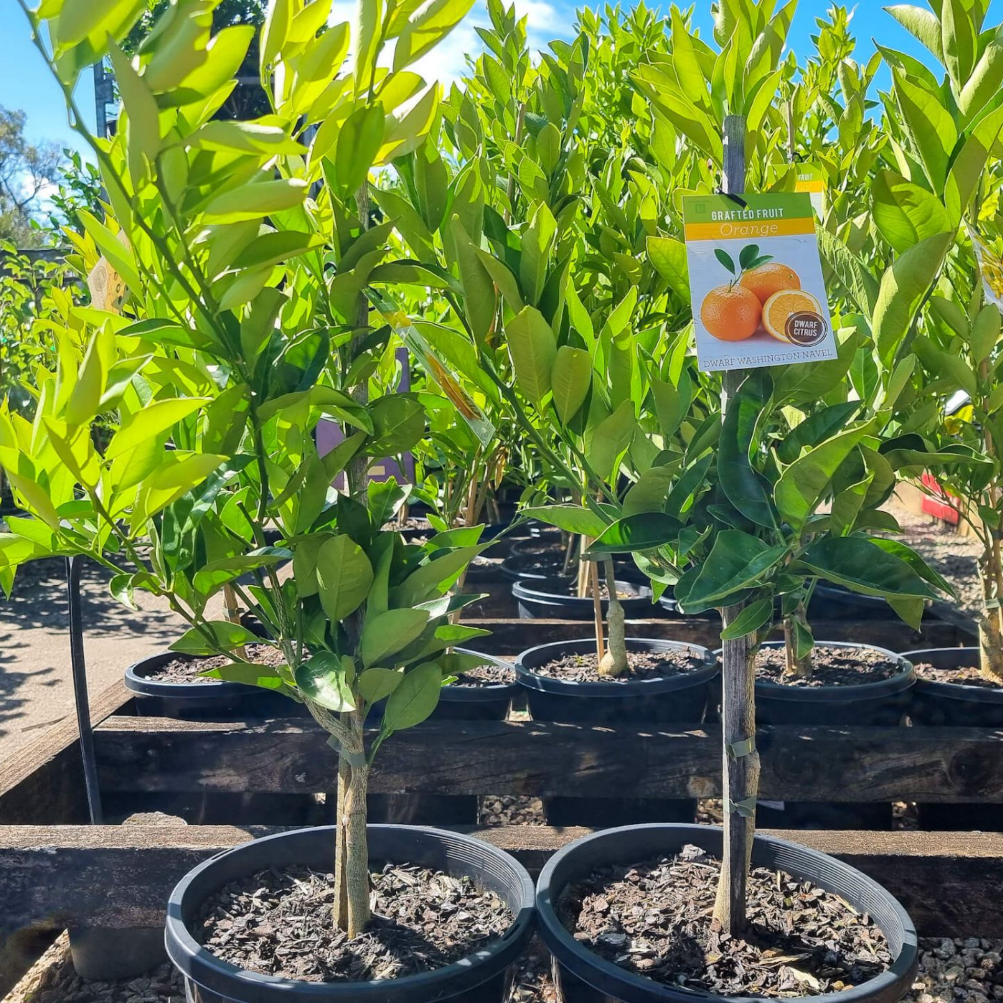 Dwarf Orange Tree (Washington Navel) - Citrus sinensis Washington Navel Dwarf