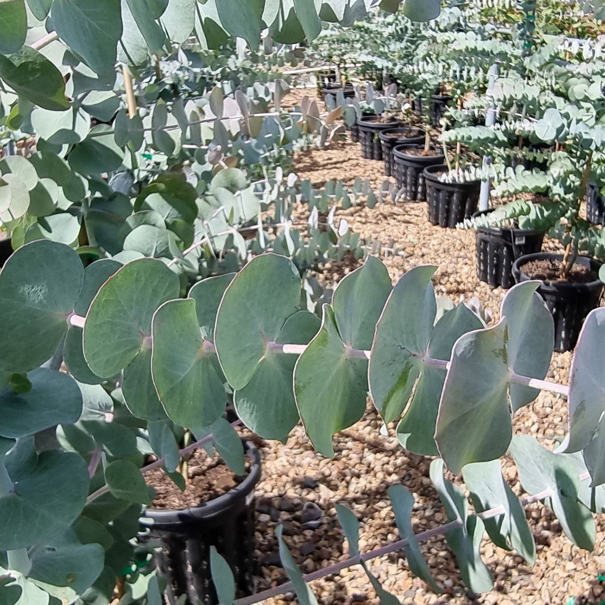 Silver Leaved Mountain Gum - Eucalyptus pulverulenta