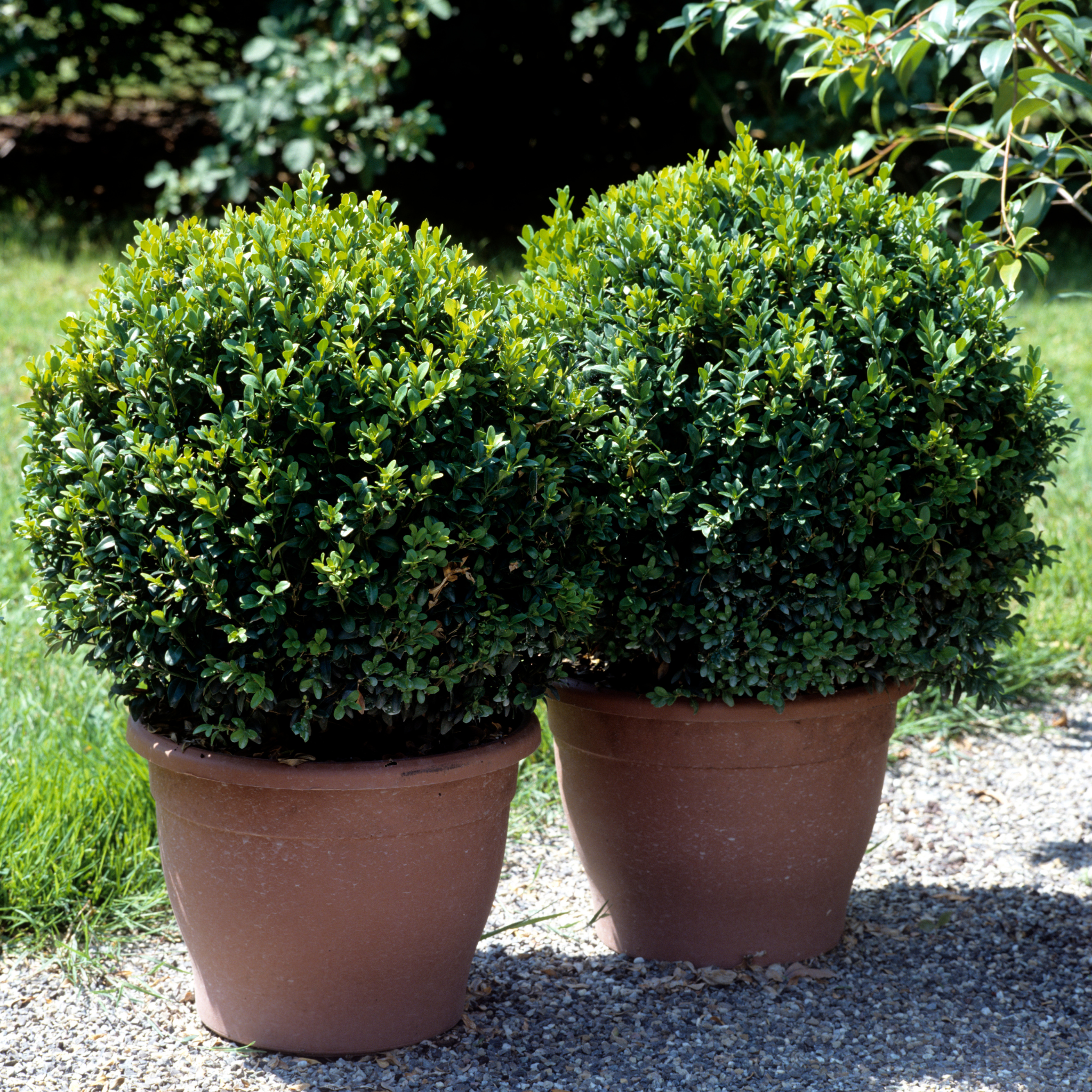 Two potted shrubs on a gravel surface with grass and plants in the background
