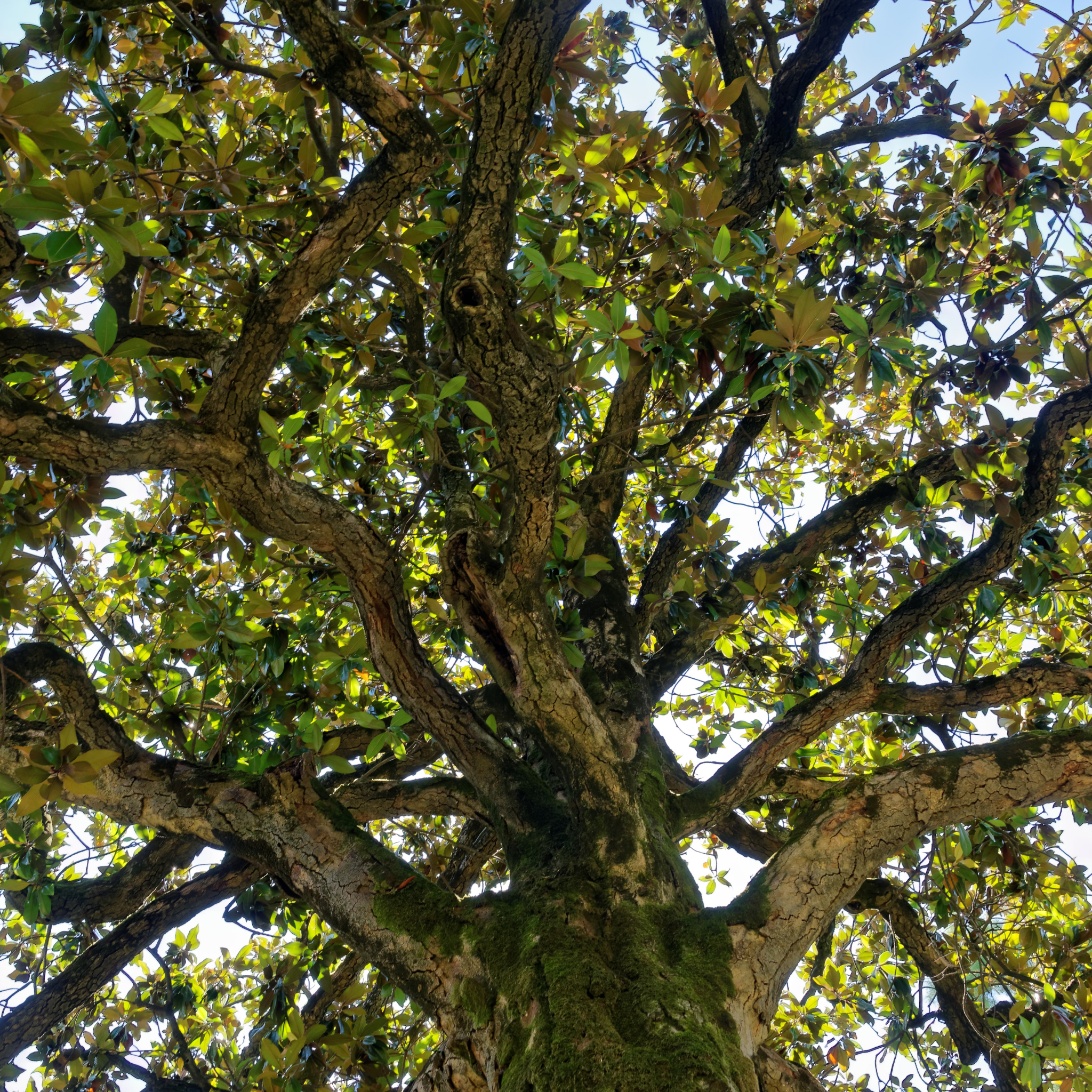 Bull Bay Magnolia Alta - Magnolia grandiflora Alta