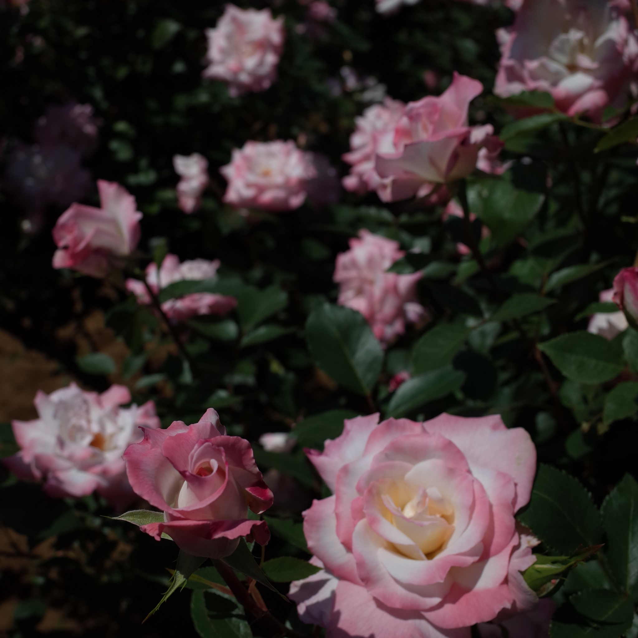 Princesse De Monaco Hybrid Tea Rose - Rosa Princesse De Monaco