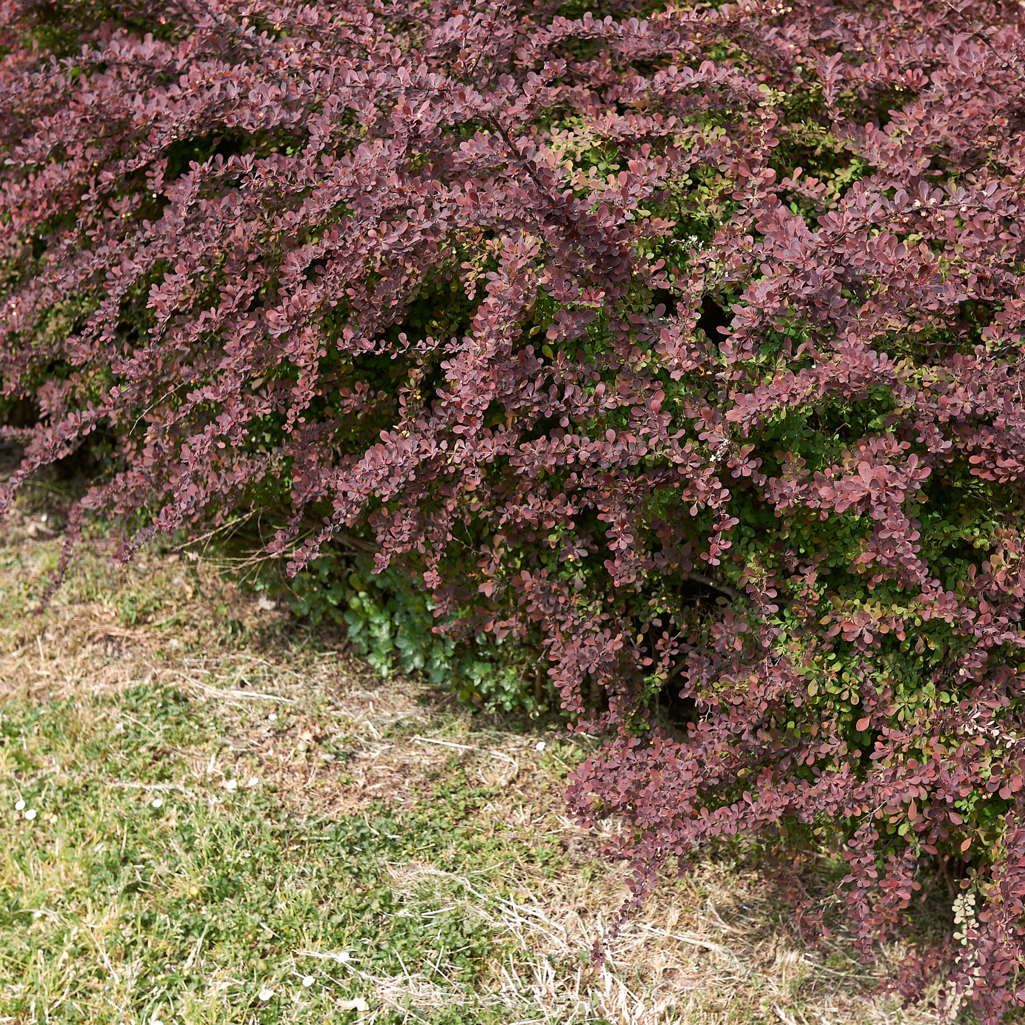 Purple Japanese Barberry - Berberis thunbergii atropurpurea