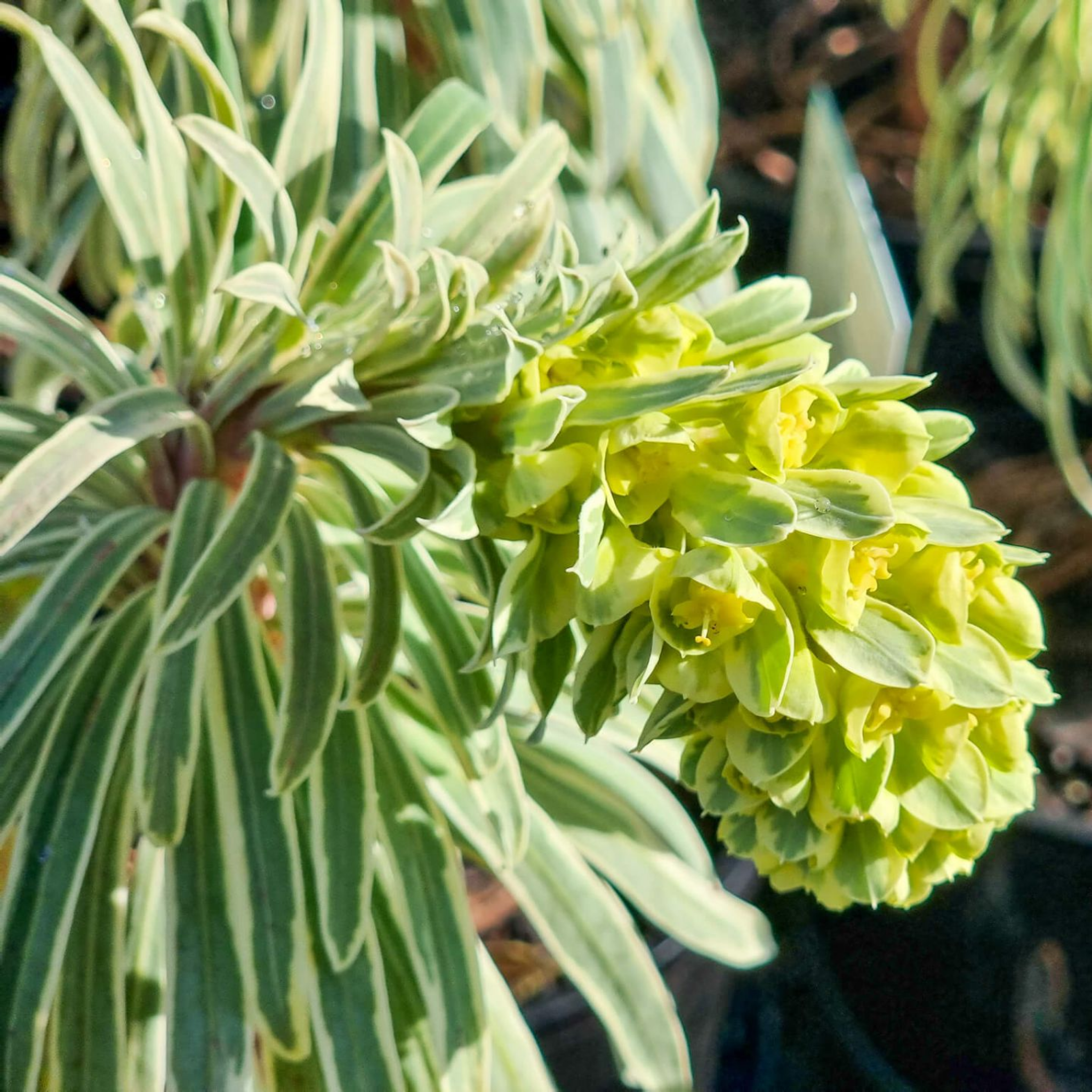 Glacier Blue Spurge - Euphorbia characias 'Glacier Blue'