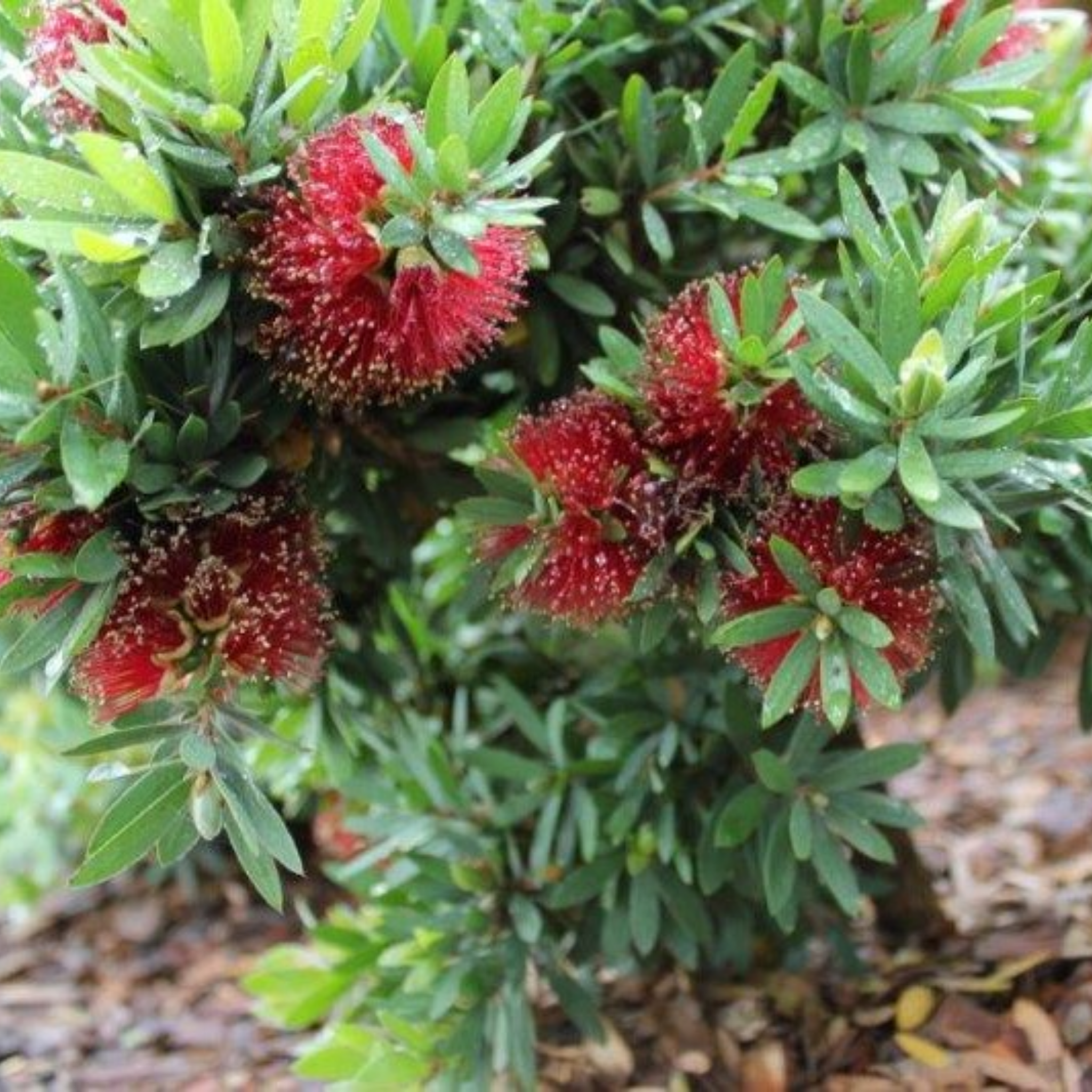 Dwarf Weeping Bottlebrush Better John - Callistemon viminalis 'Better John' PBR