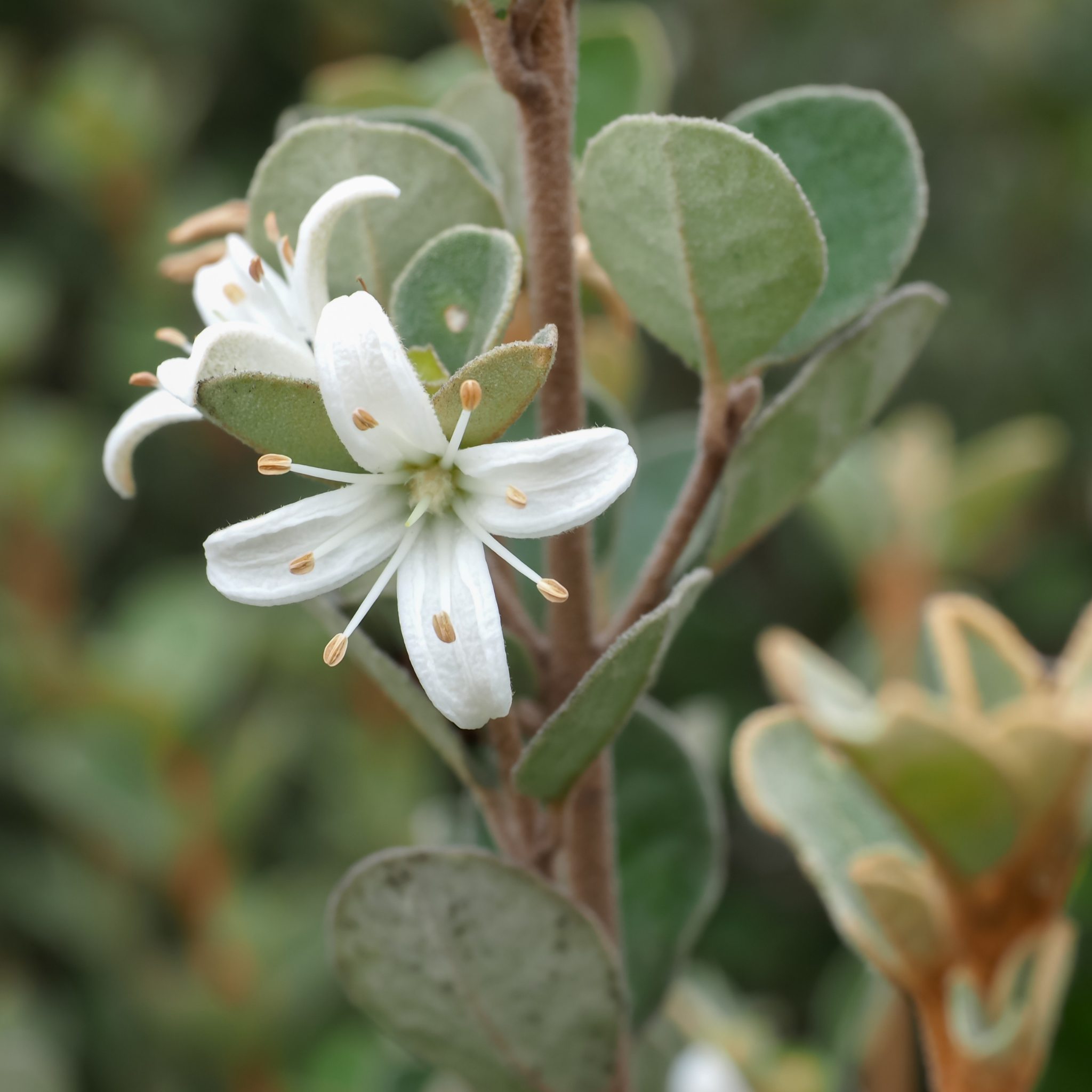 Compact White Correa - Correa alba 'Compacta'