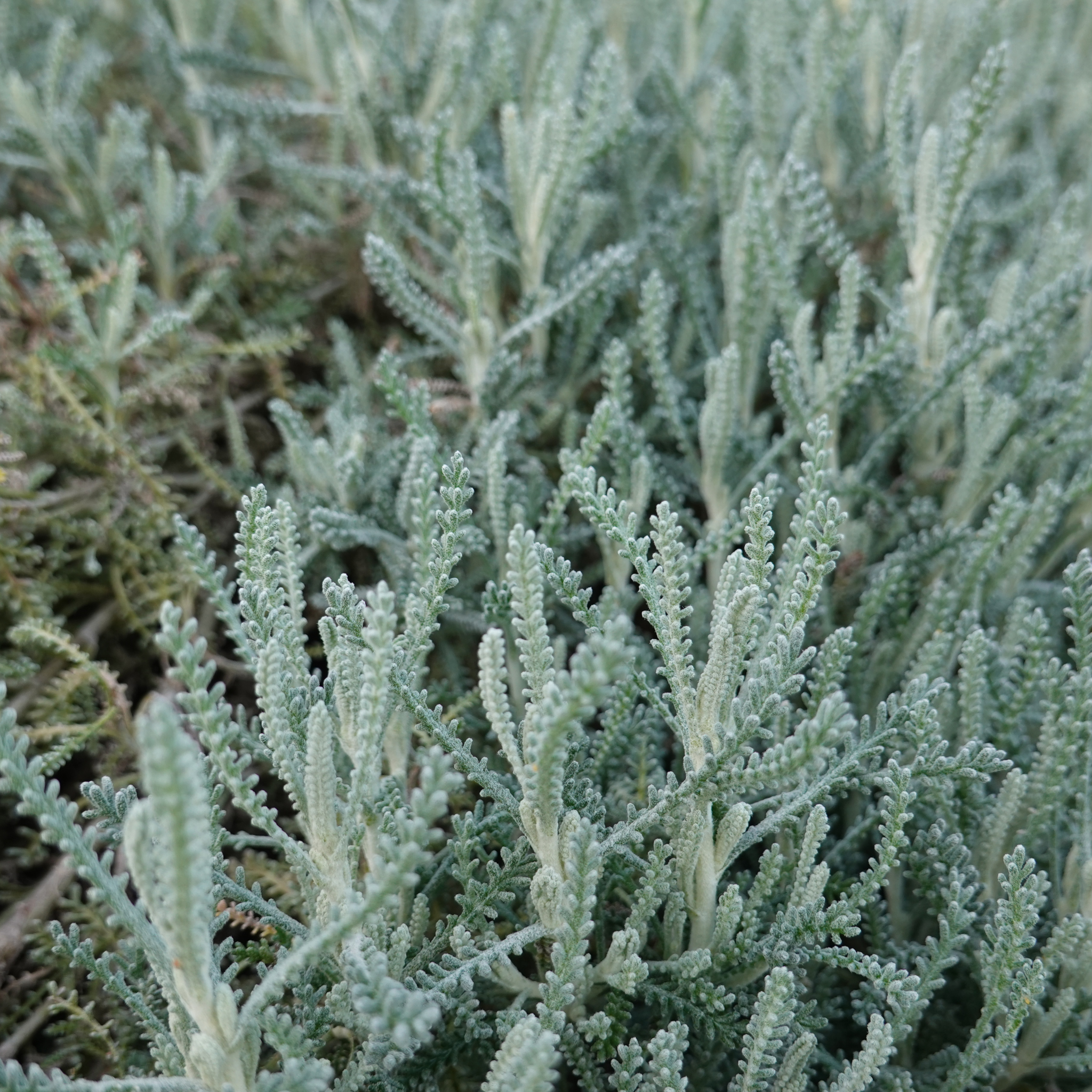 Cotton Lavender - Santolina chamaecyparissus