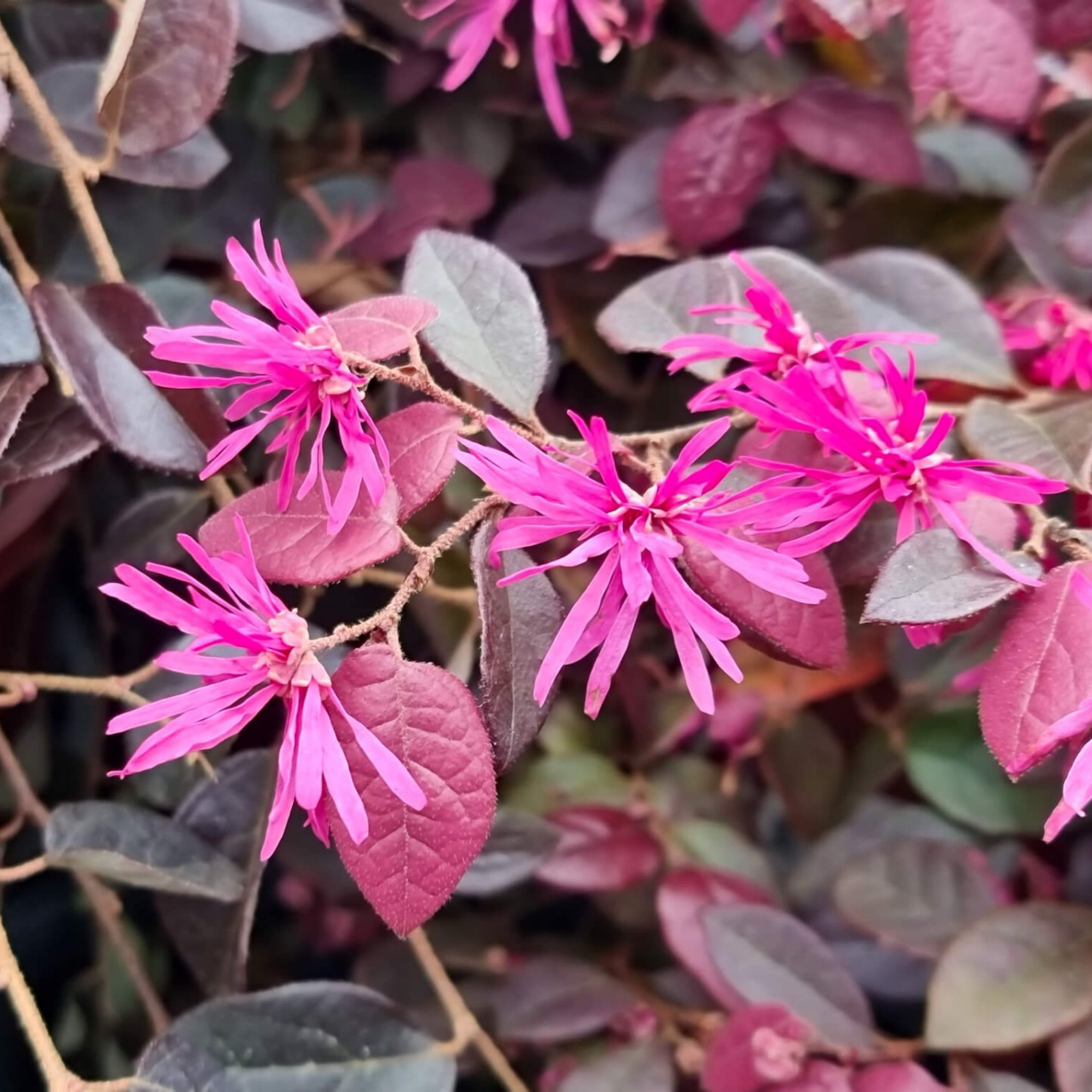 Plum Delight Pink Chinese Fringe Flower - Loropetalum chinense rubrum