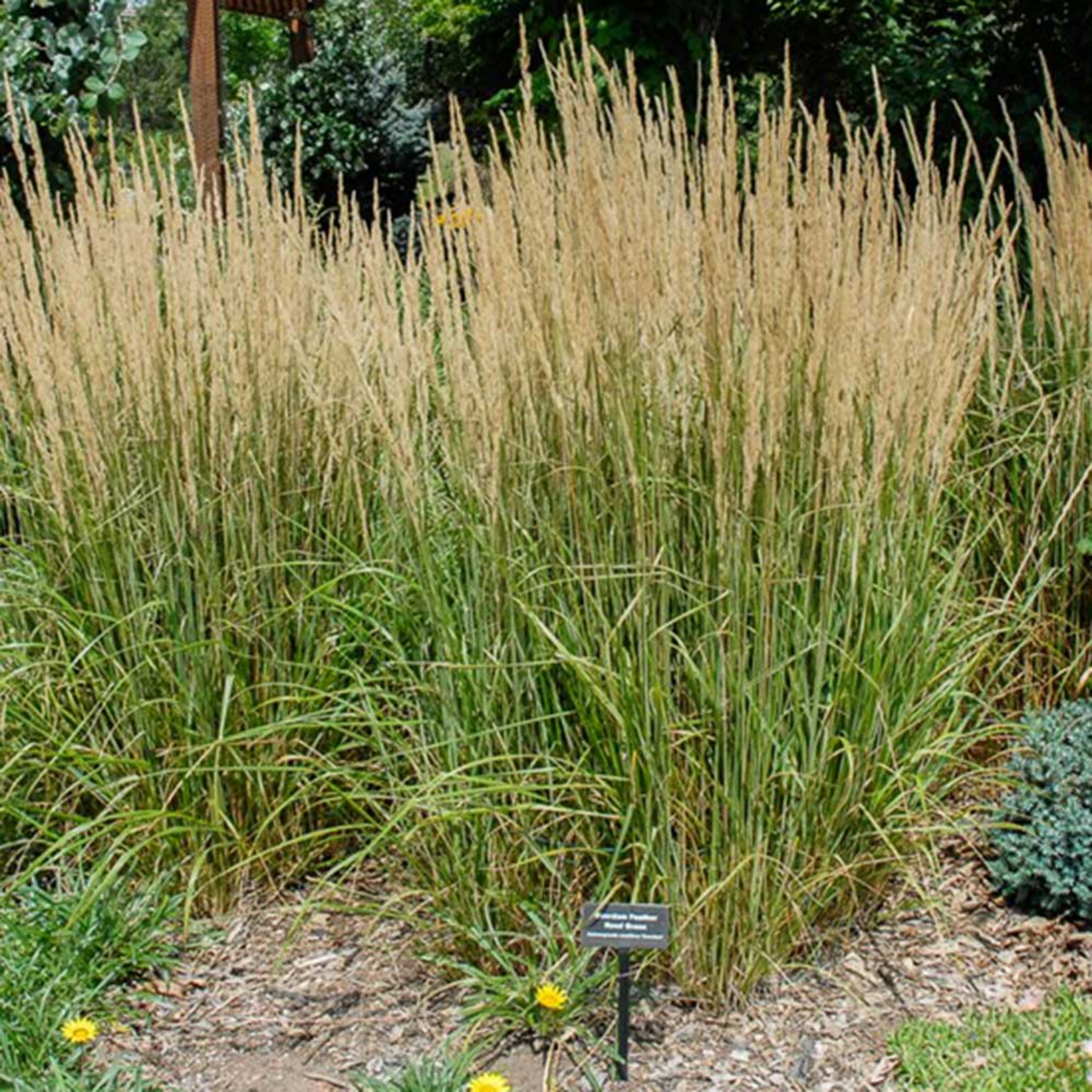Tall grasses with a sign in a garden setting