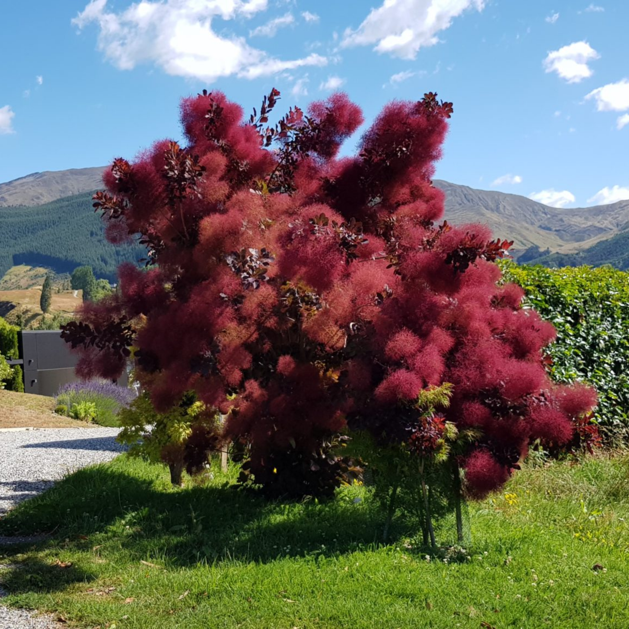 Cotinus coggygria Grace Smoke Tree - Cotinus coggygria Grace