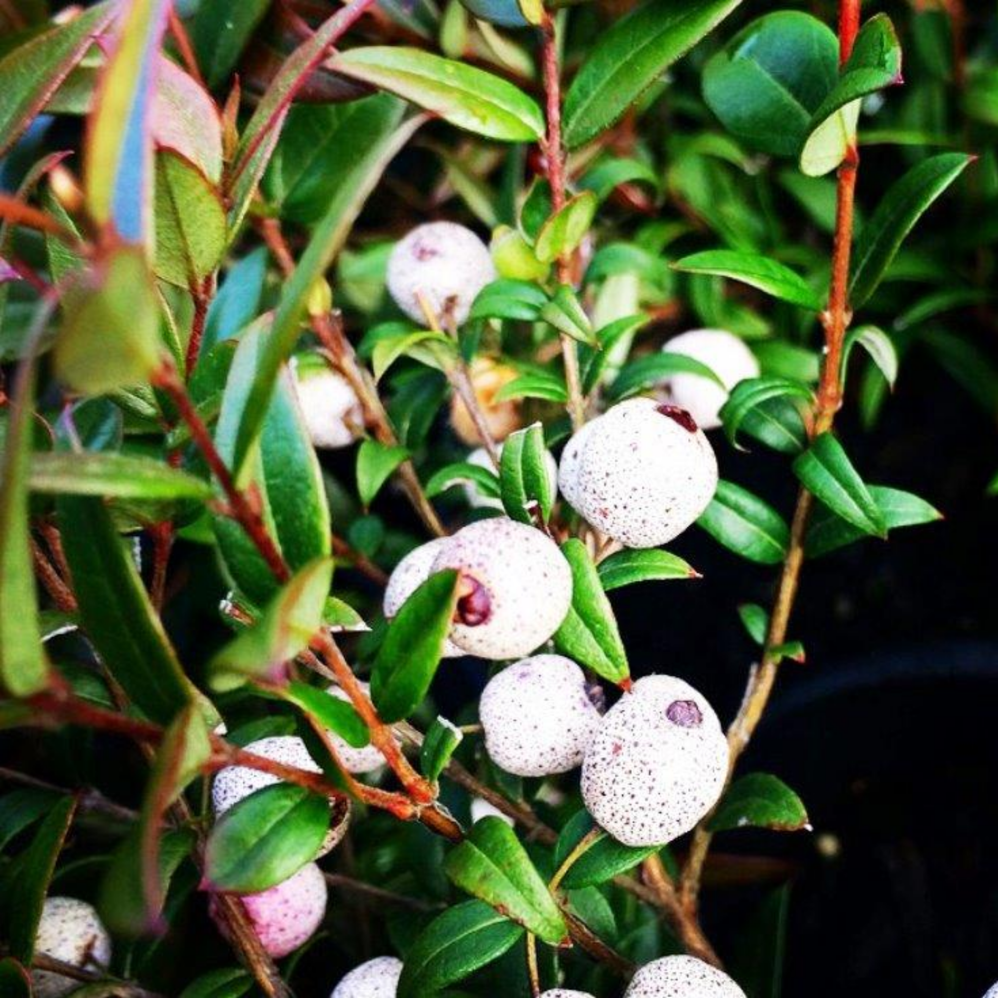 Midyim/Midgen Berry - Austromyrtus dulcis