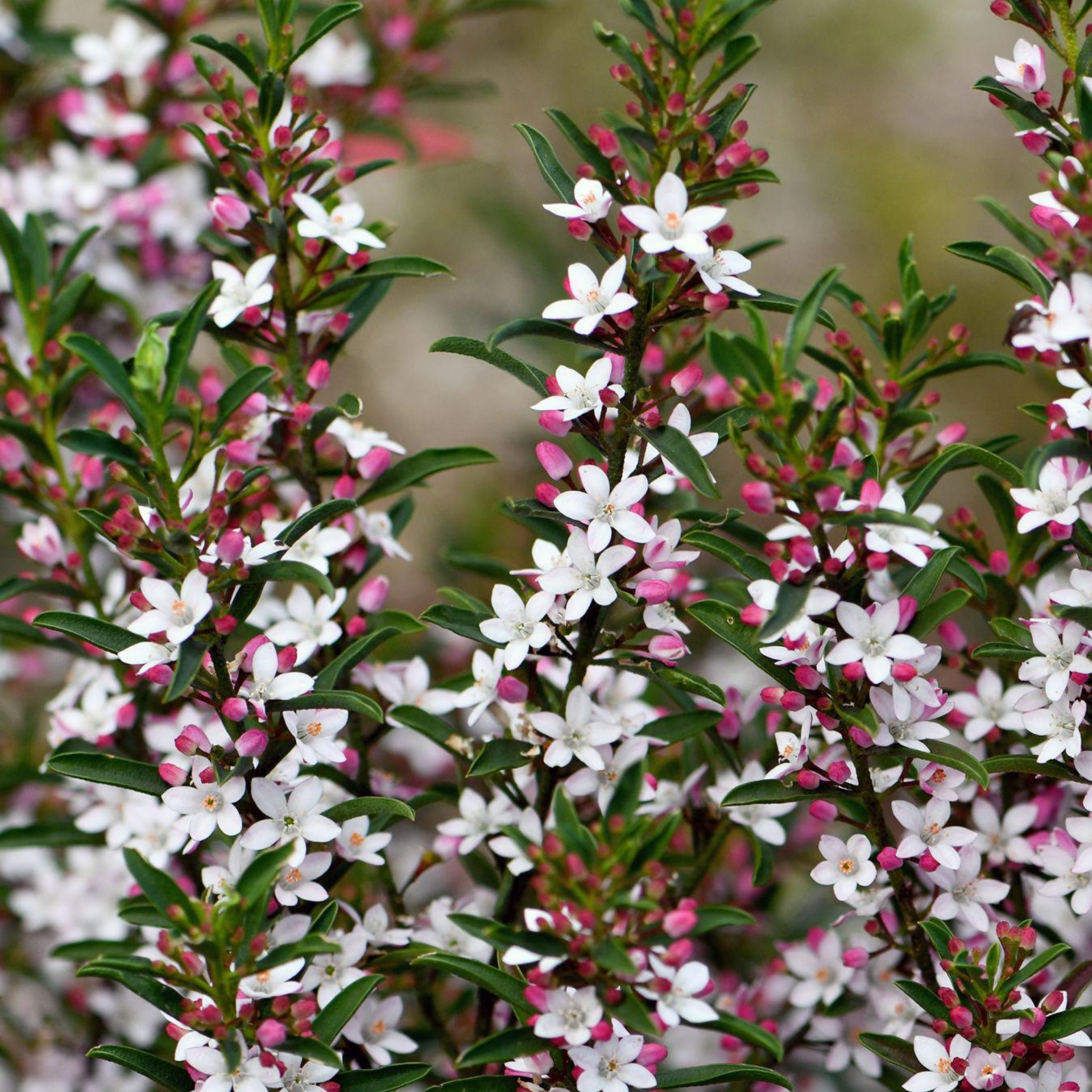 Long Leaf Wax Flower Profusion - Philotheca myoporoides Profusion