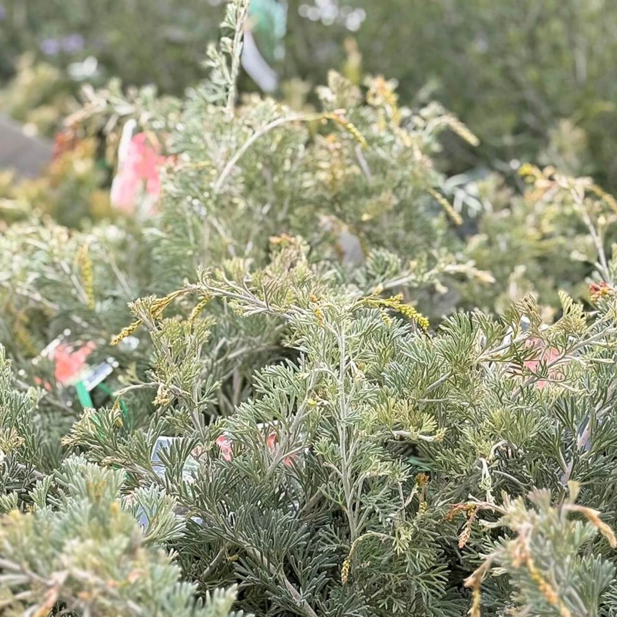 Grevillea preissii Seaspray