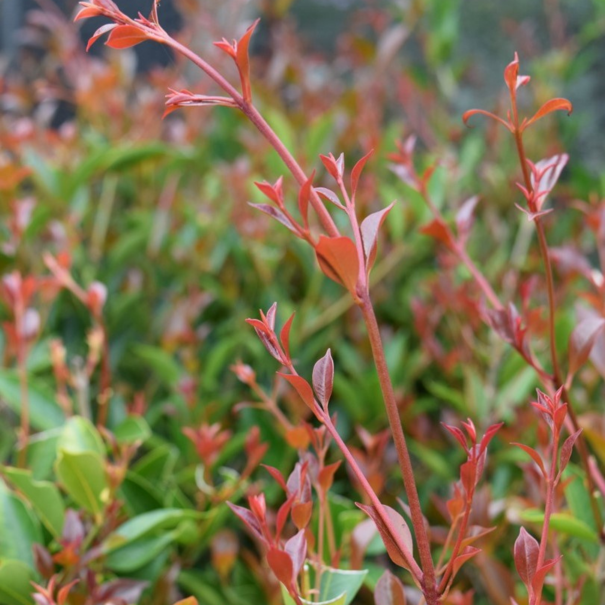 Close-up of a plant with red and green leaves
