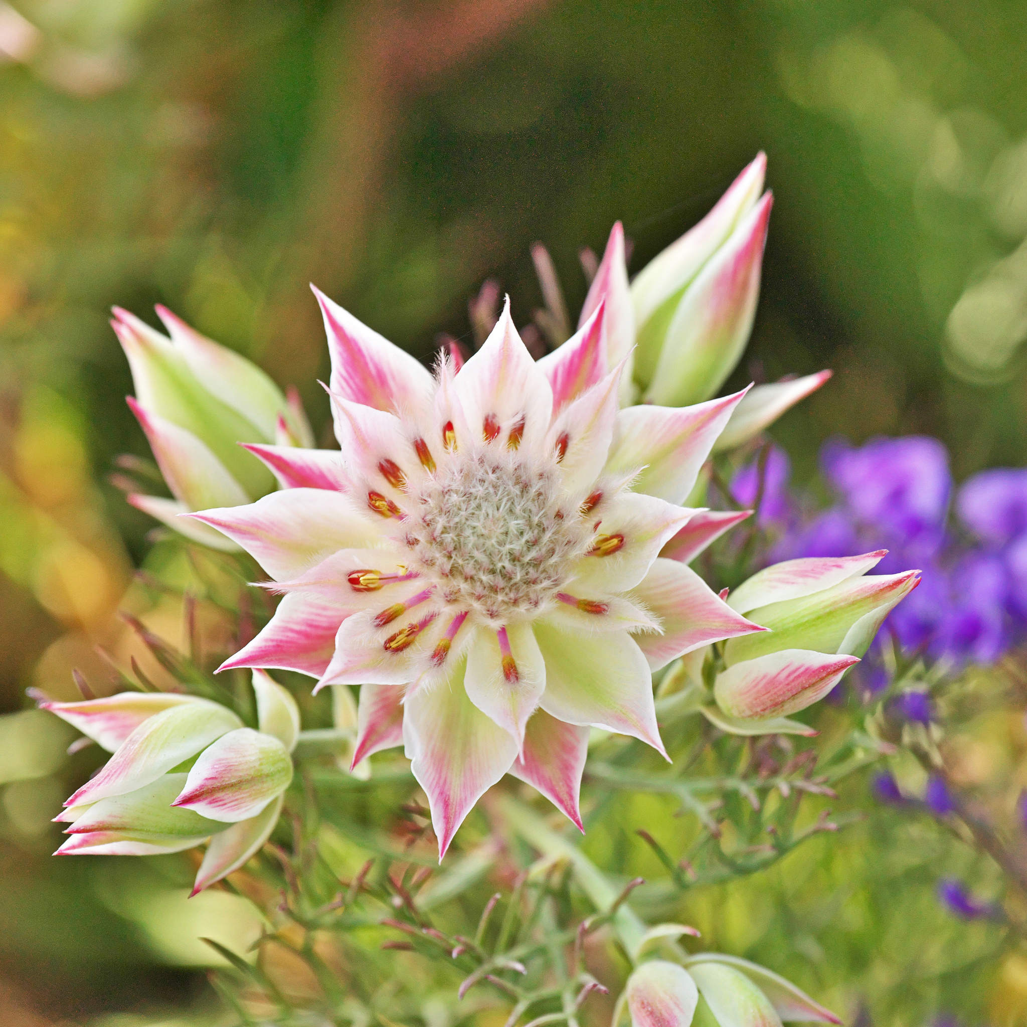 Pretty N Pink Blushing Bride - Serruria florida rosea Pretty N Pink