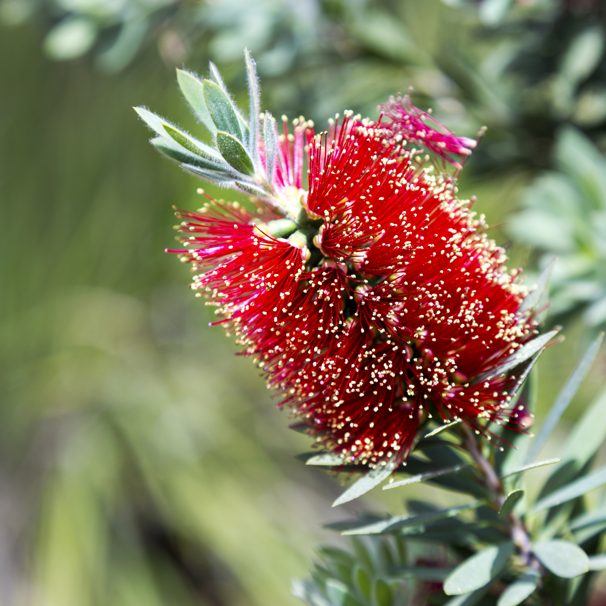 Close-up of a burgundy red bottlebrush flower with green leaves on a blurred natural background