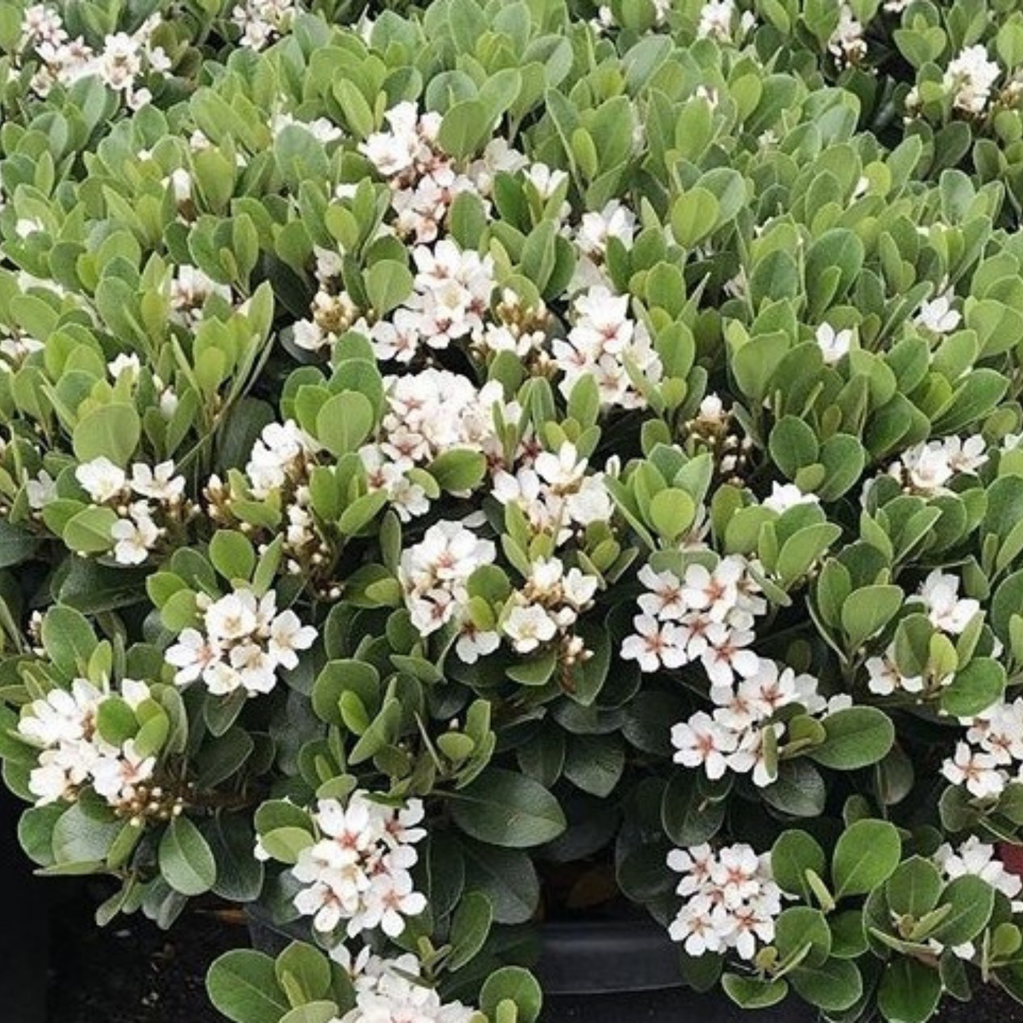 Indian hawthorn Oriental Pearl - Rhaphiolepis indica Oriental Pearl