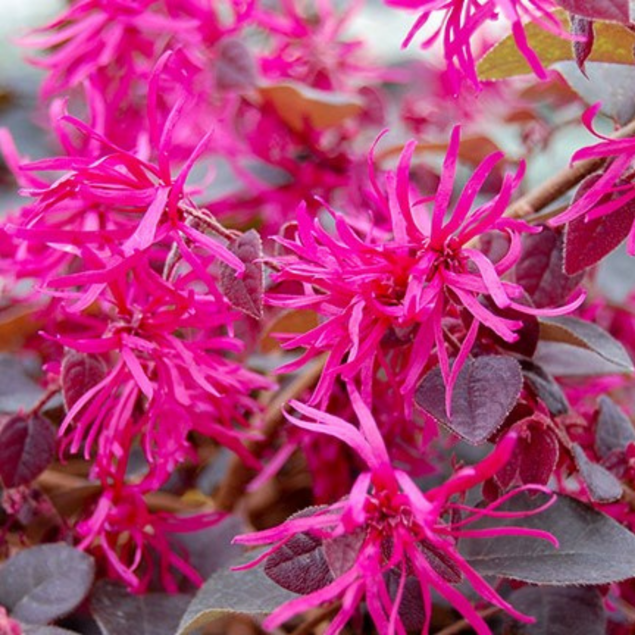 Chinese fringe flower - Loropetalum chinense Plum Gorgeous PBR