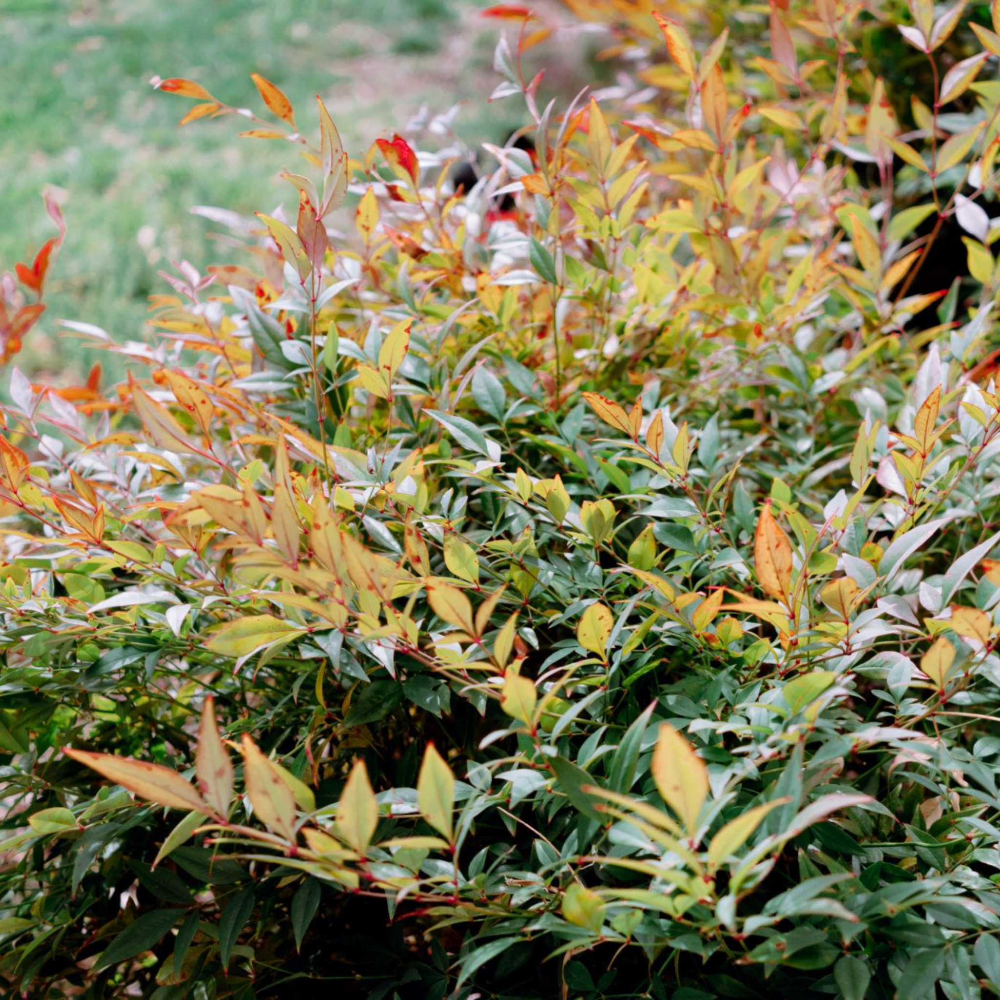 Nandina Twilight - Nandina domestica Twilight