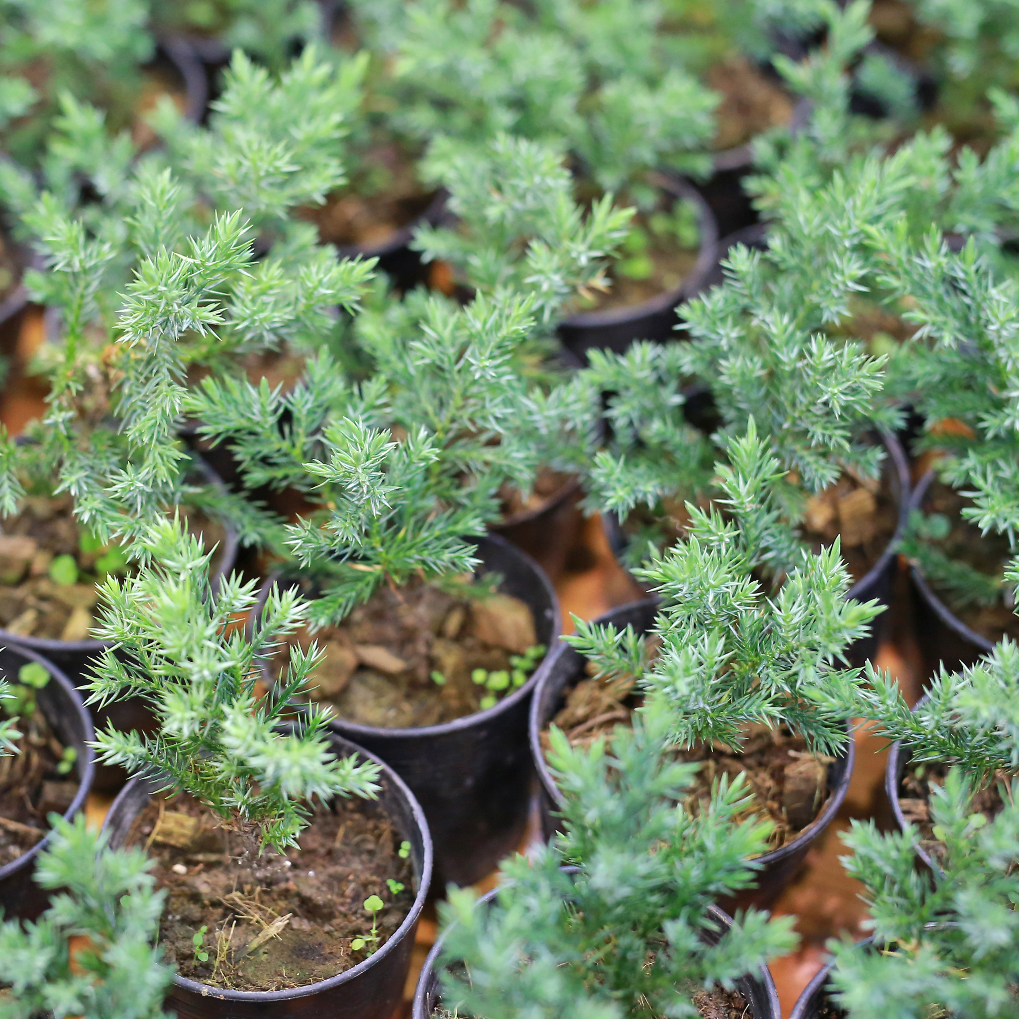 Juniperus chinensis ‘Spartan’ - Chinese Juniper Conifer