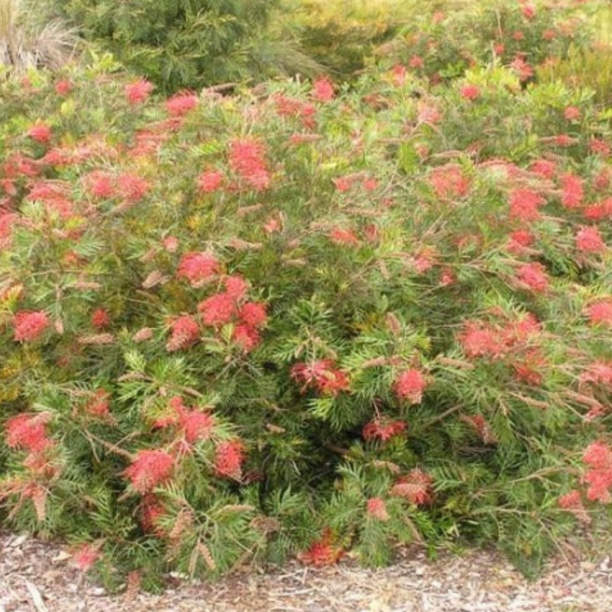 Grevillea 'Robyn Gordon' - Grevillea banksii bipinnatifida Robyn Gordon