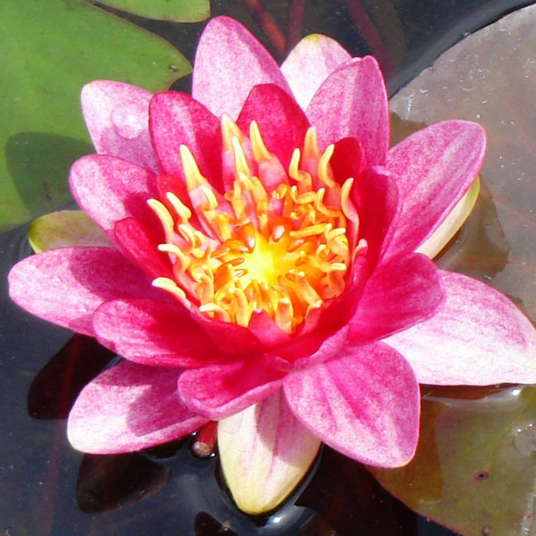 Red Water Lily - Nymphaea hybrida Red