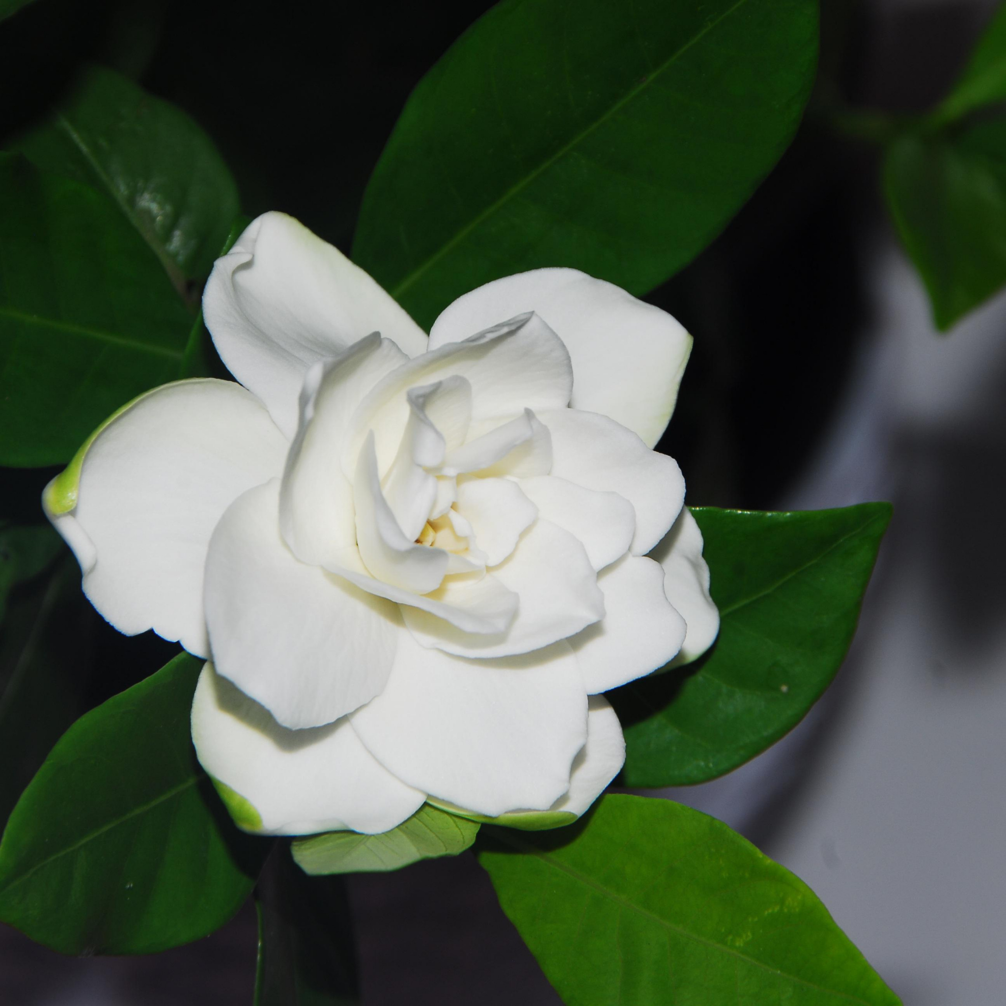 Gardenia augusta Aimee Yoshiba