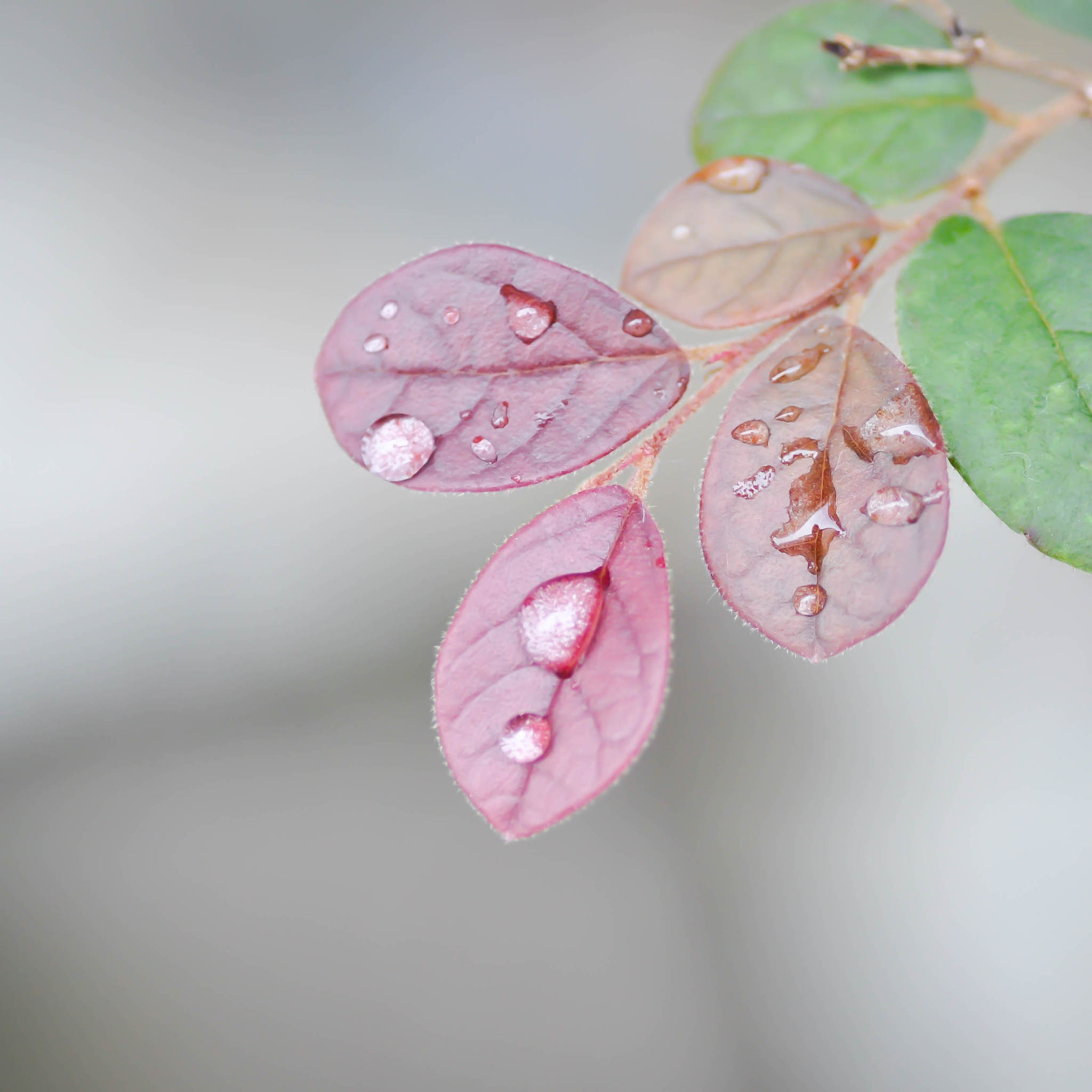 Chinese pink fringe flower - Loropetalum chinense rubrum 'China Pink'