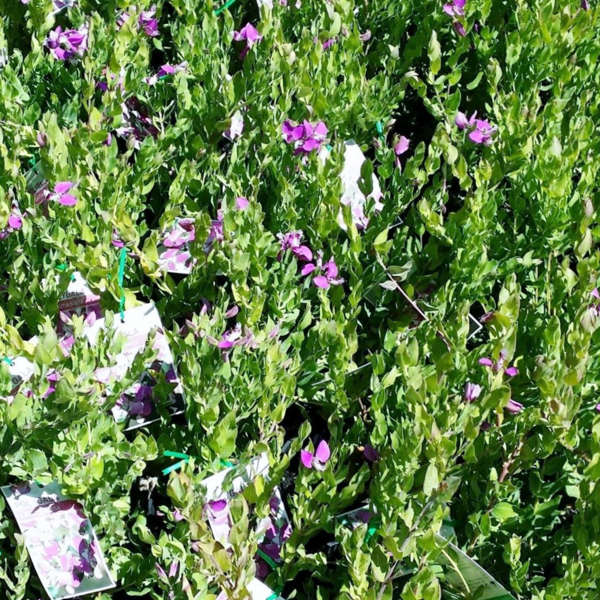 Sweet Pea Shrub - Polygala dalmaisiana