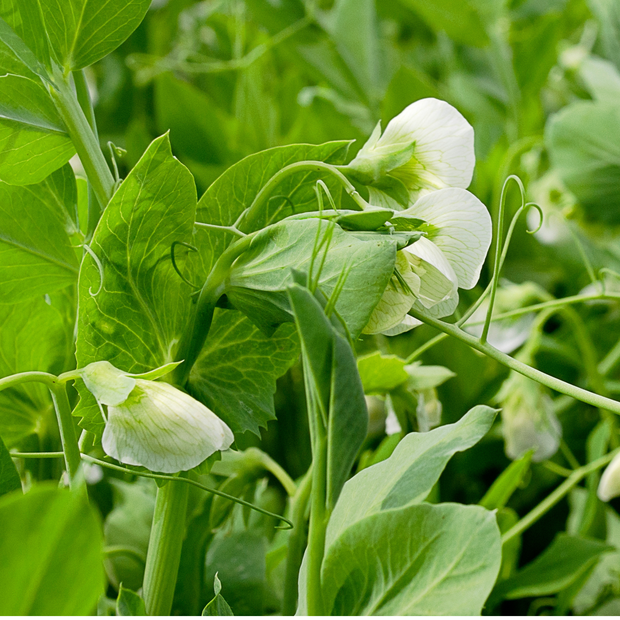 Garden Pea - Pisum sativum Common Green Pea