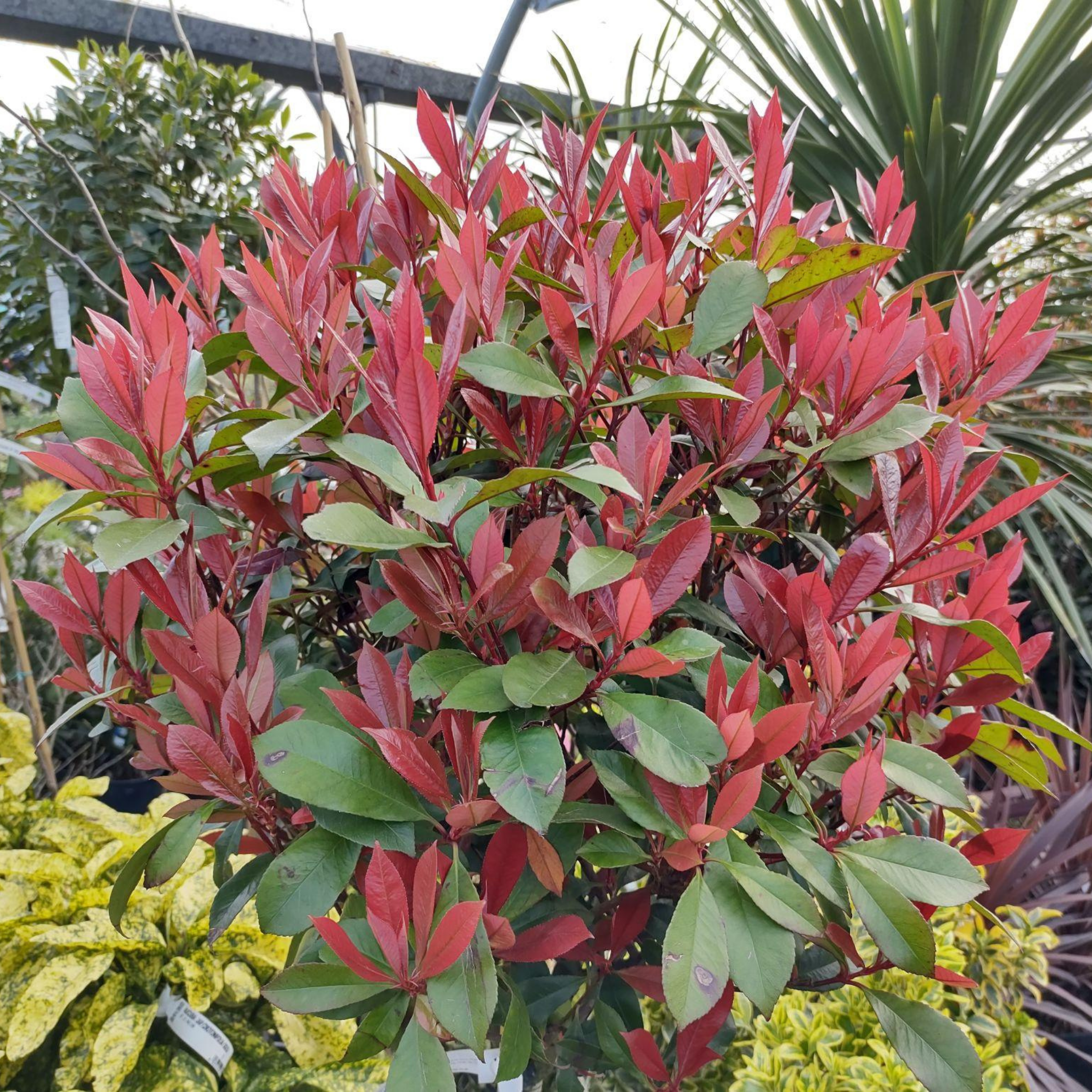 Red Tip Photinia Red Robin - Photinia fraseri Red Robin