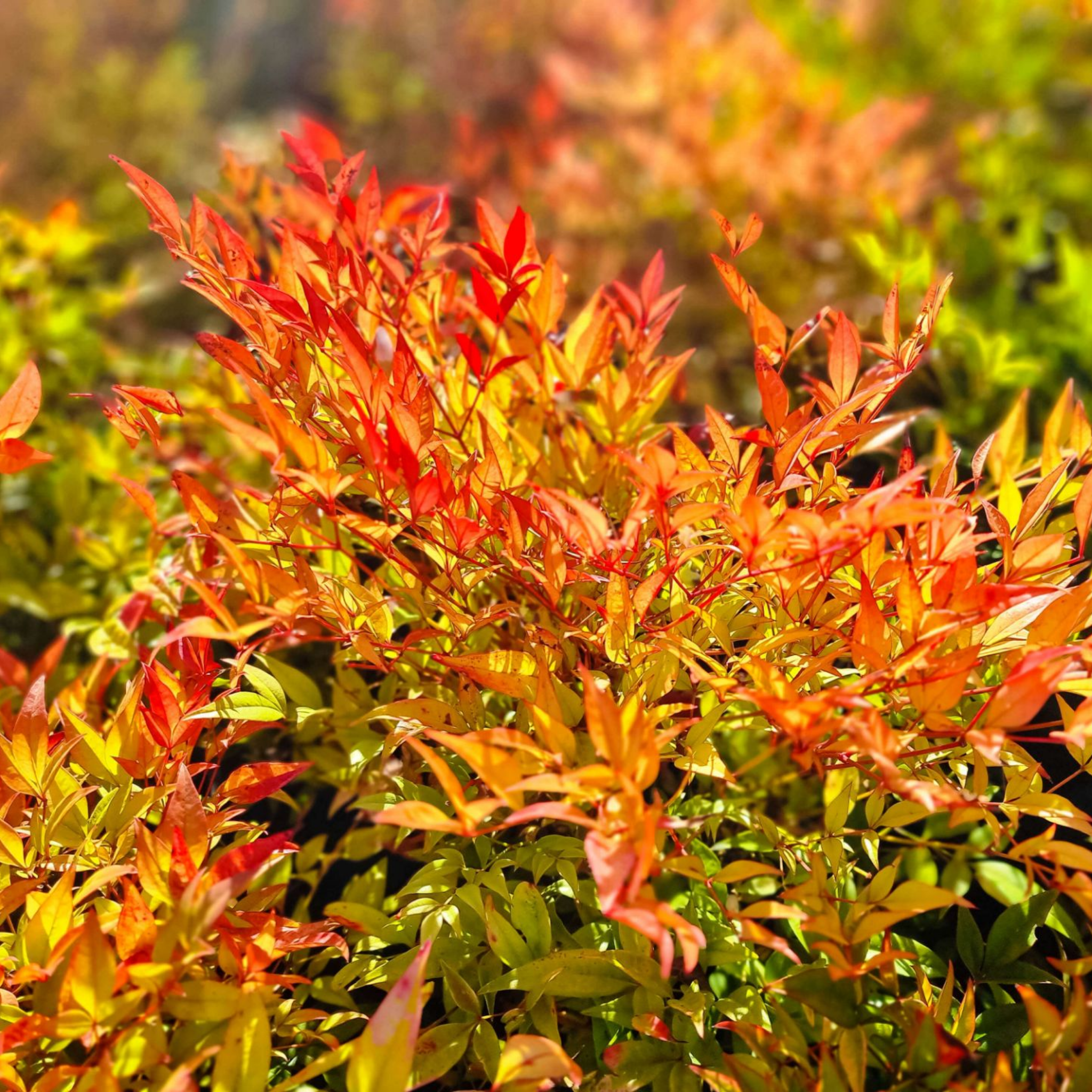Moon Bay Heavenly Bamboo - Nandina domestica Moon Bay