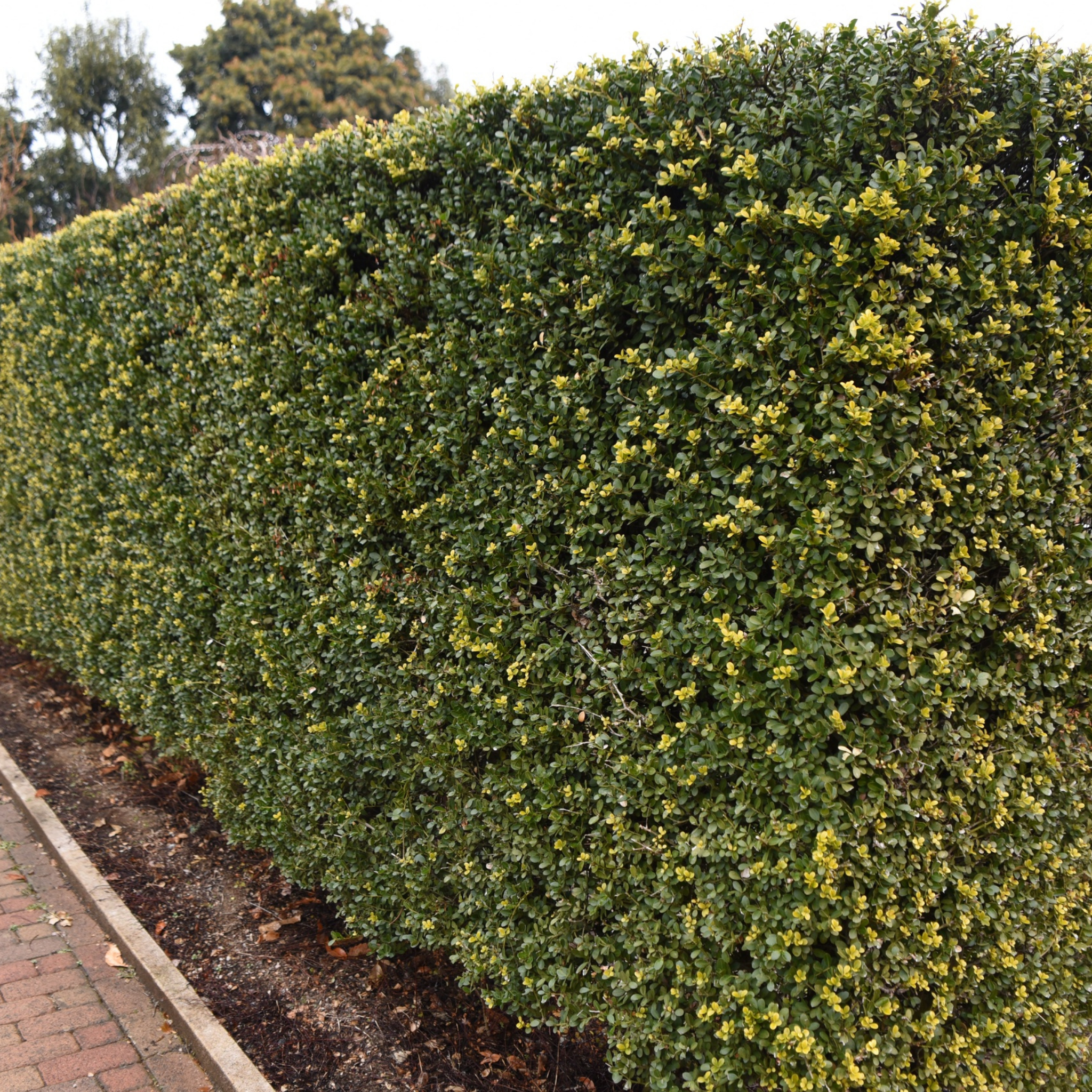 Tall green hedge with yellow flowers along a paved path