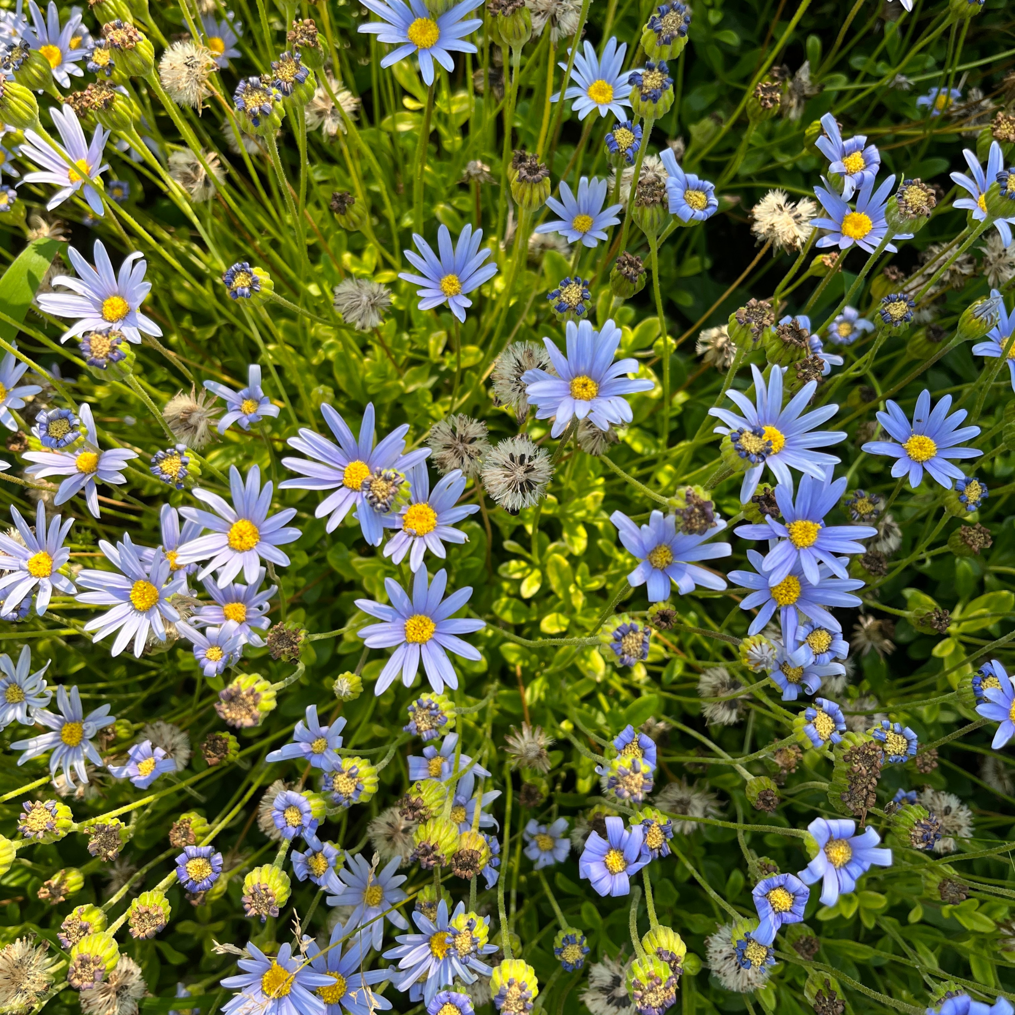 Blue Marguerite - Felicia amelloides