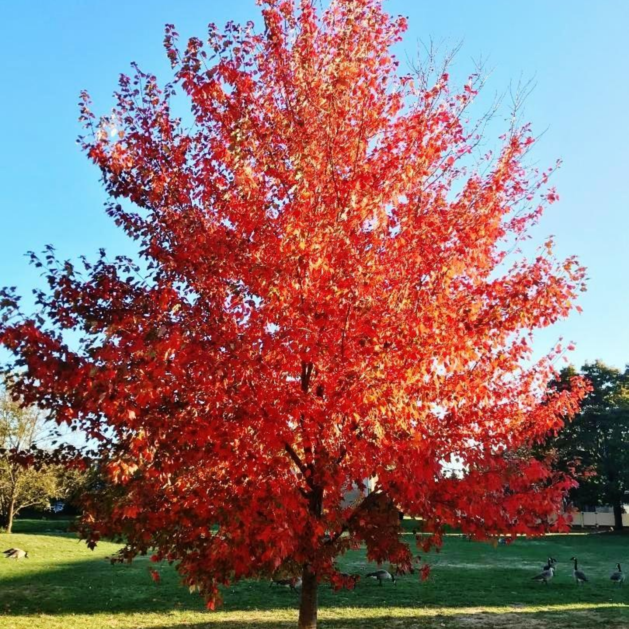 Tree with vibrant red leaves against a clear blue sky