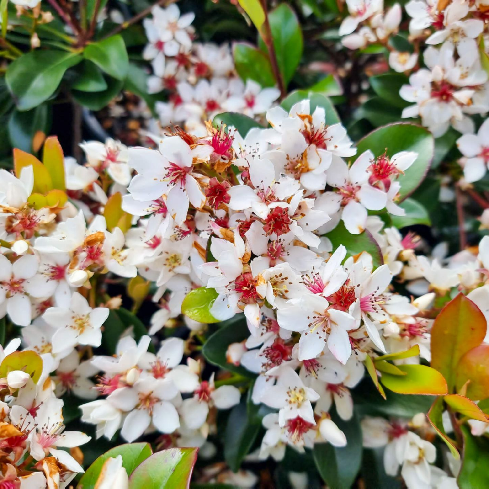 Indian hawthorn Snow Maiden - Rhaphiolepis indica Snow Maiden