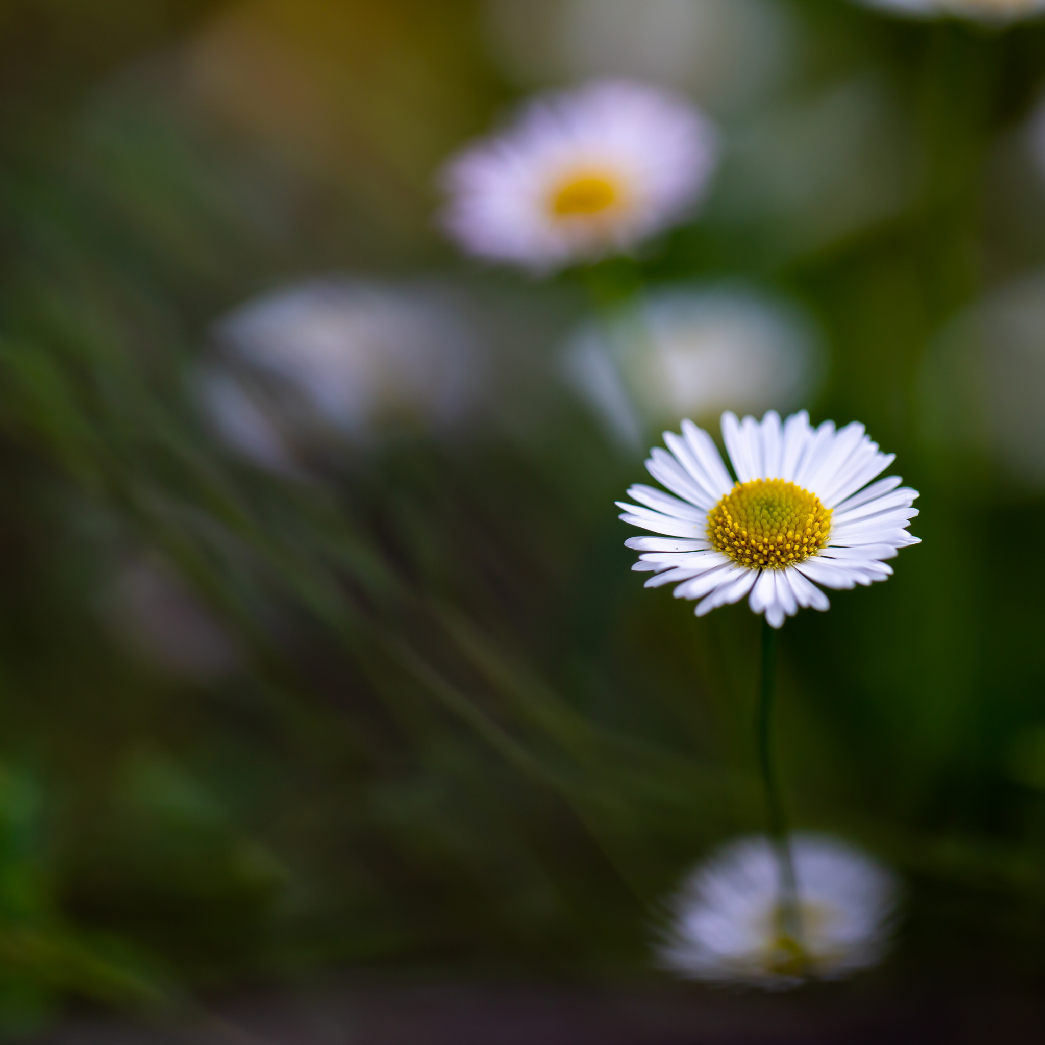 Seaside Daisy - Erigeron karvinskianus
