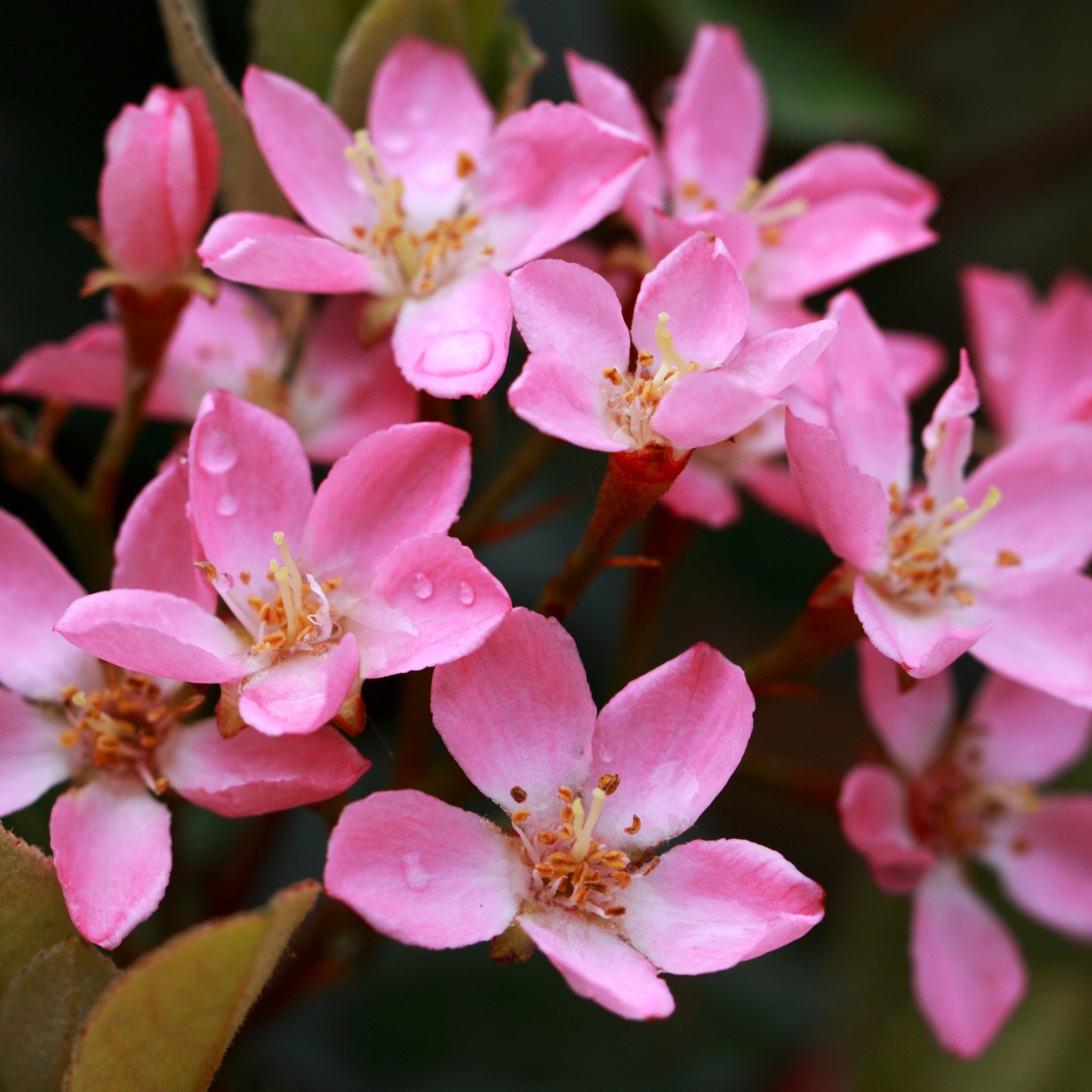 Indian hawthorn - Rhaphiolepis indica