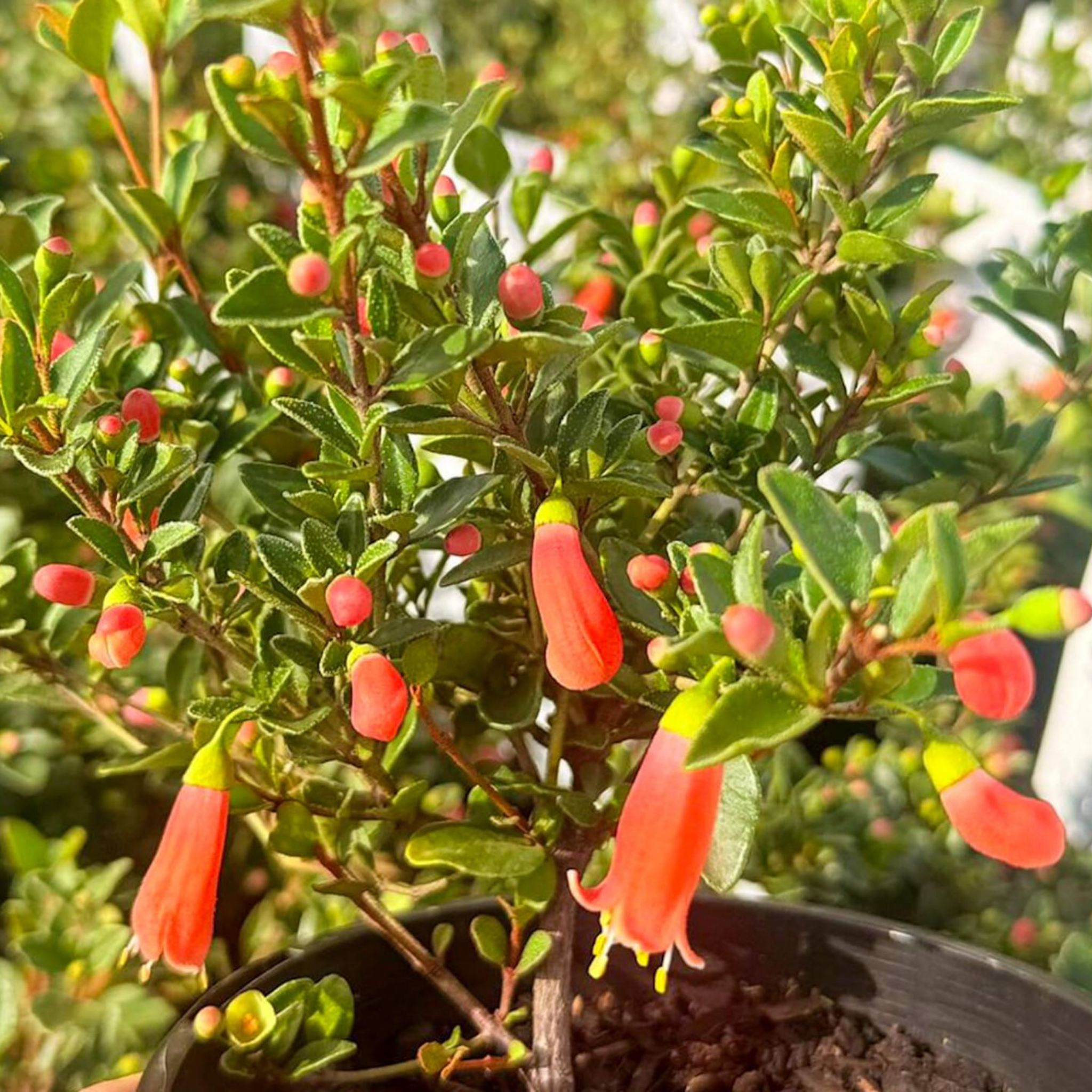 Orange Glow Native Fuchsia - Correa pulchella 'Orange Glow'