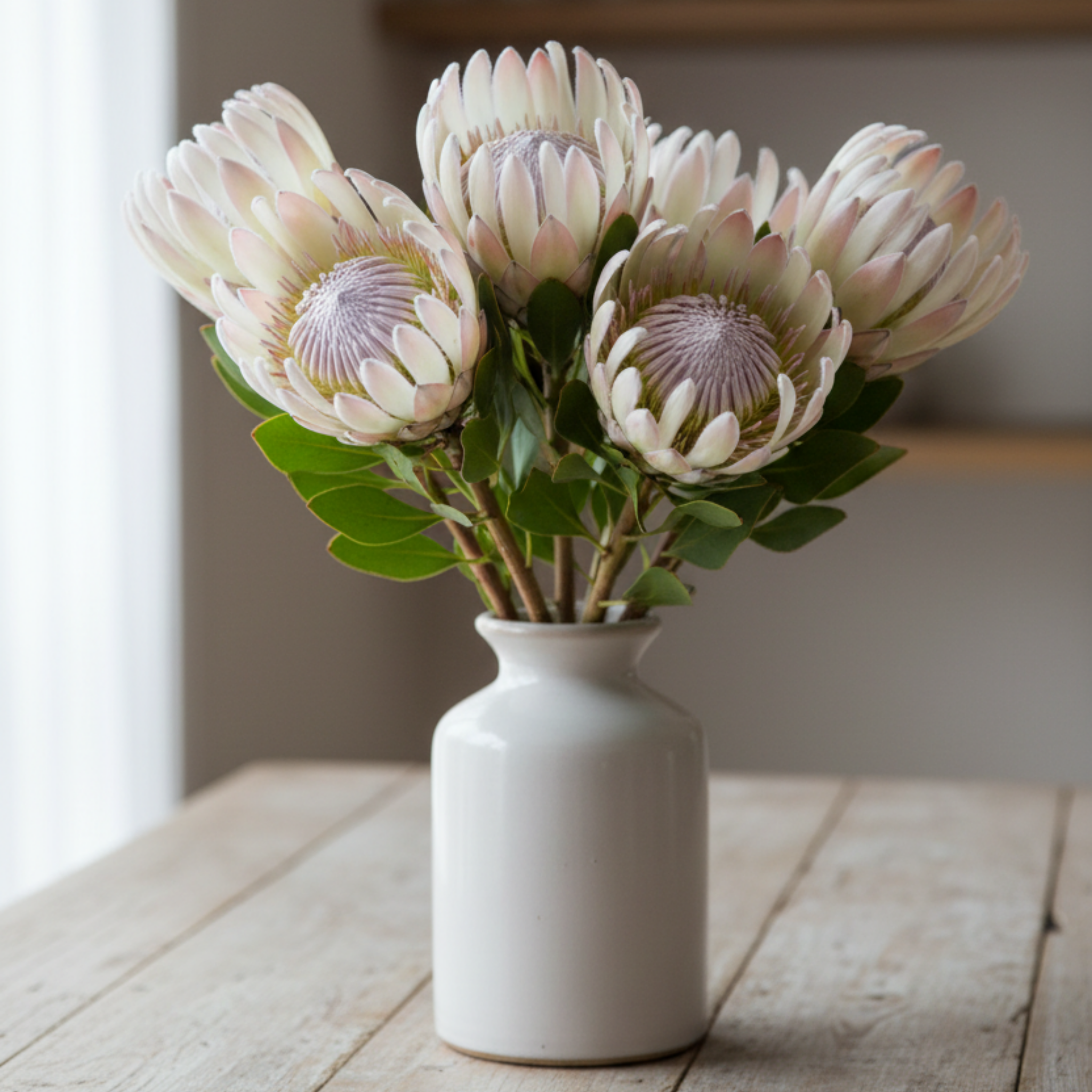 Sugarbush Protea Donna - Protea compacta 'Donna'