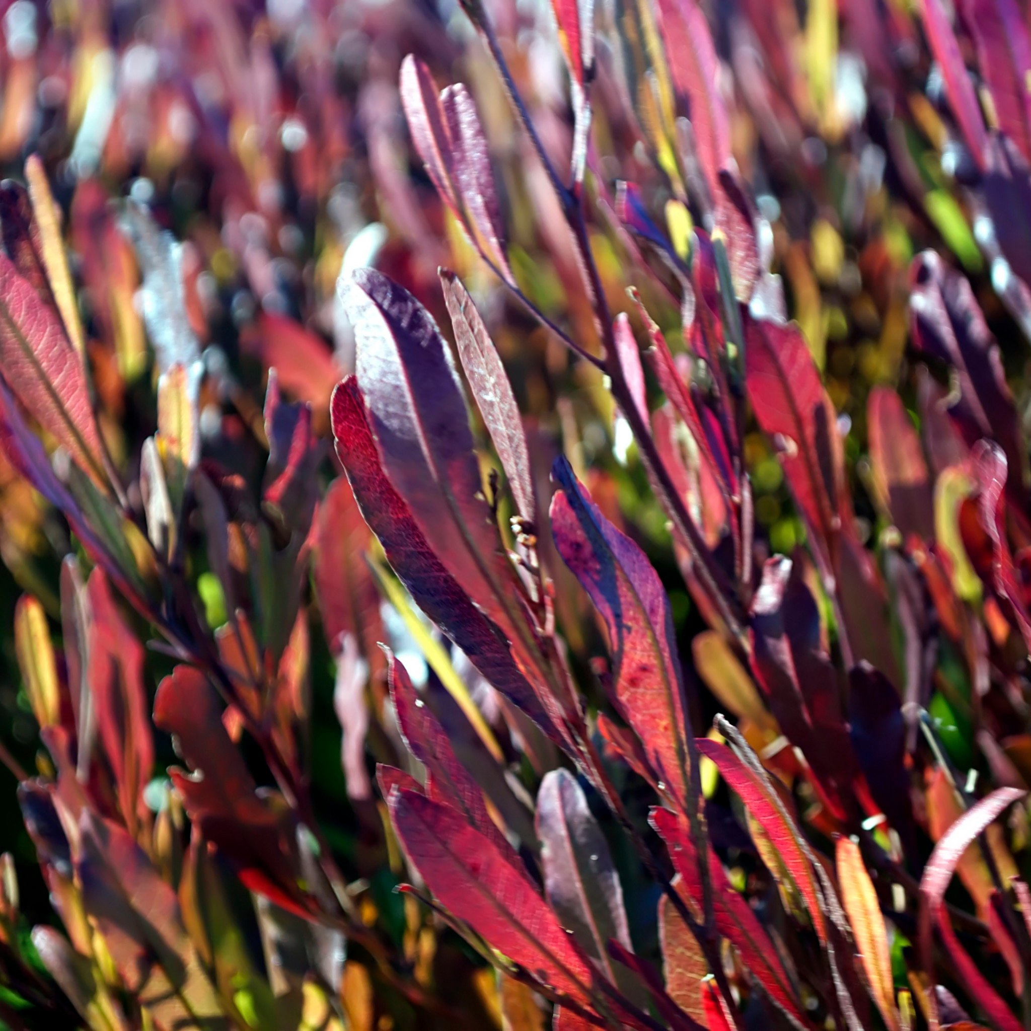 Purple Hop Bush - Dodonaea viscosa Purpurea