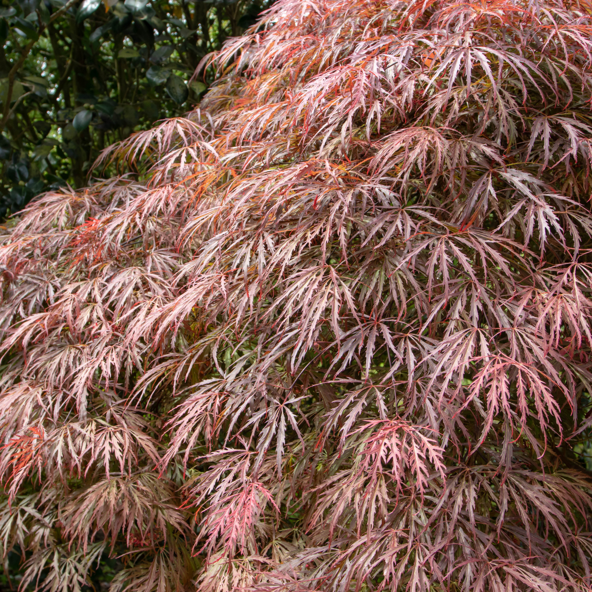 Weeping Japanese Maple - Acer palmatum Dissectum
