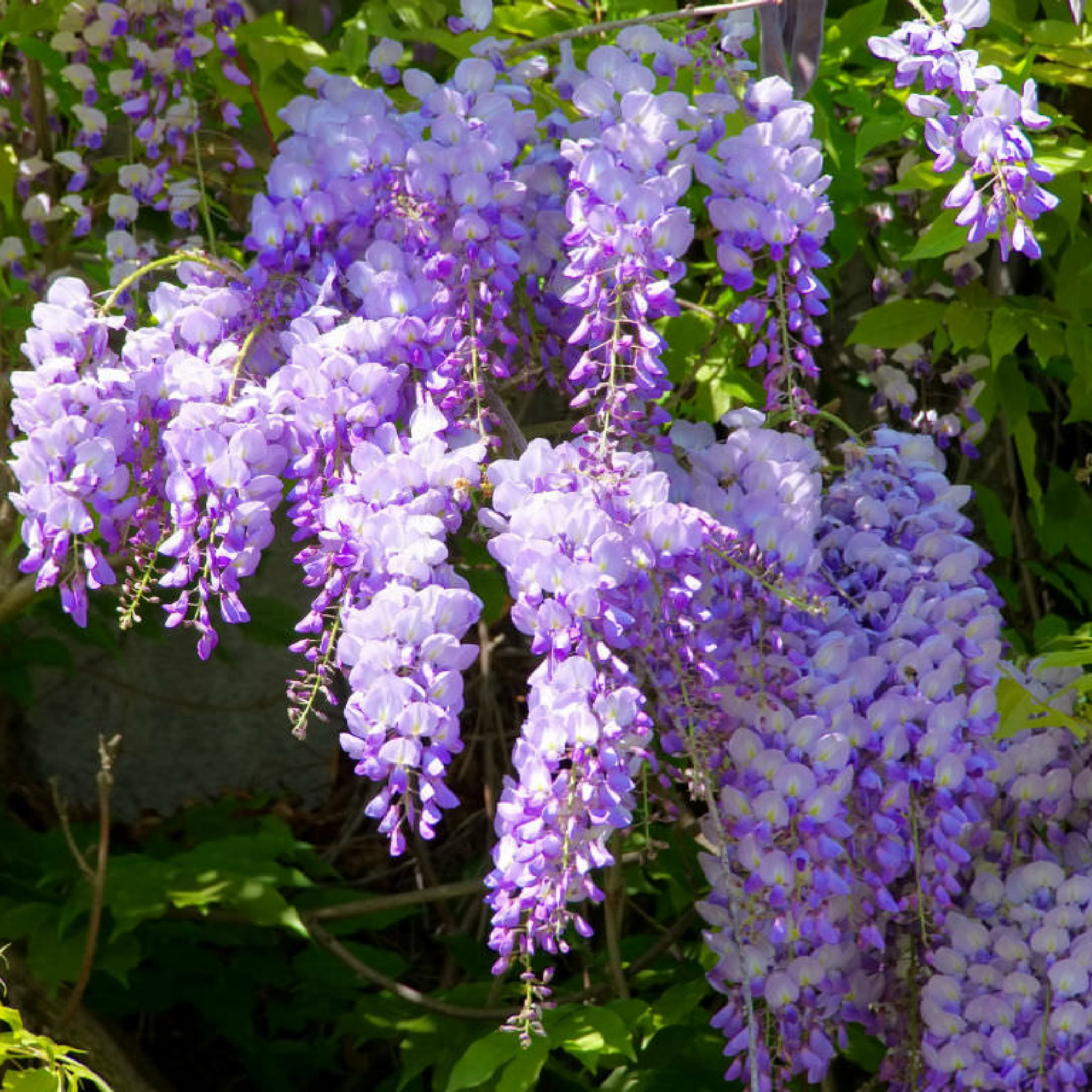 Chinese Wisteria - Wisteria sinensis