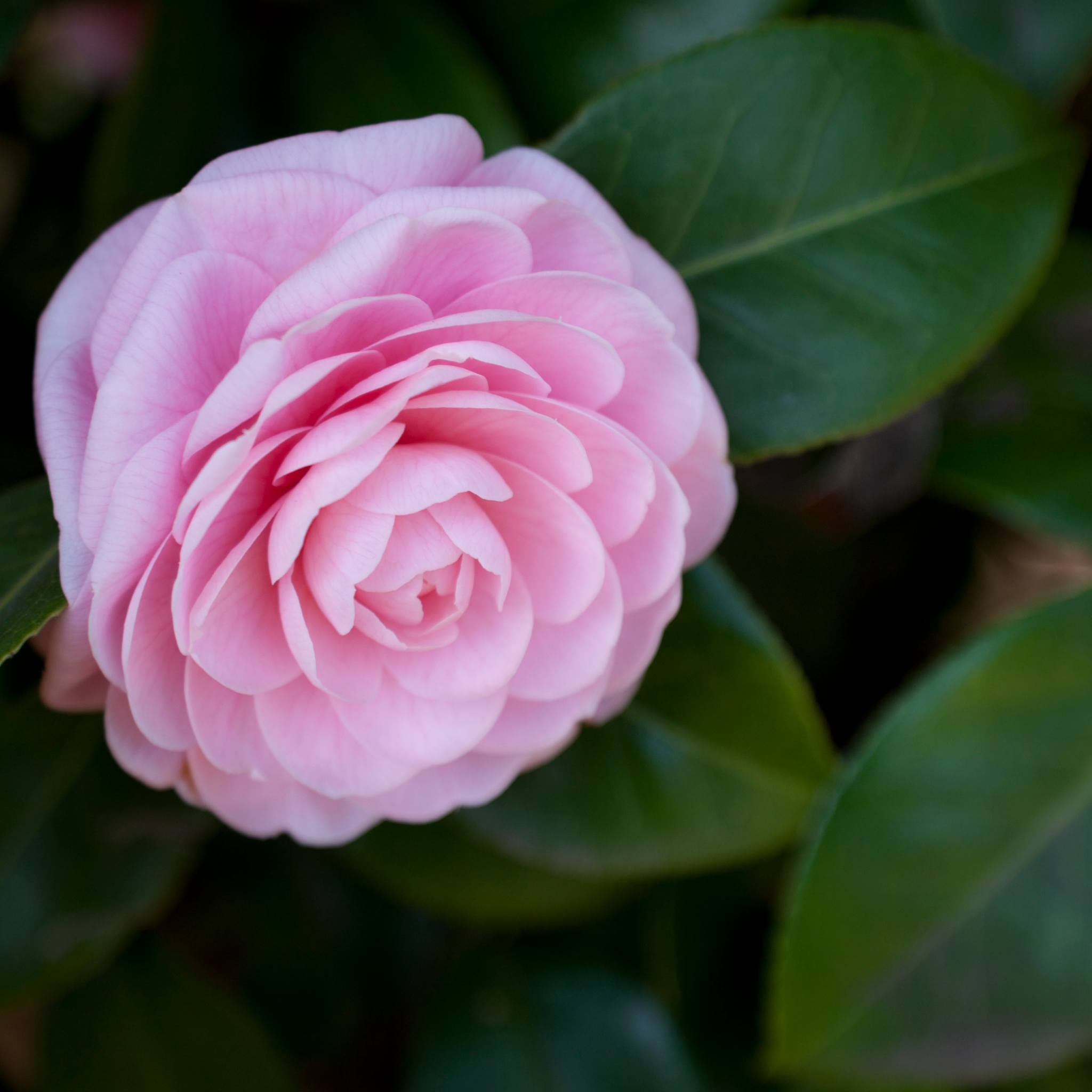 Camellia hybrida E G Waterhouse