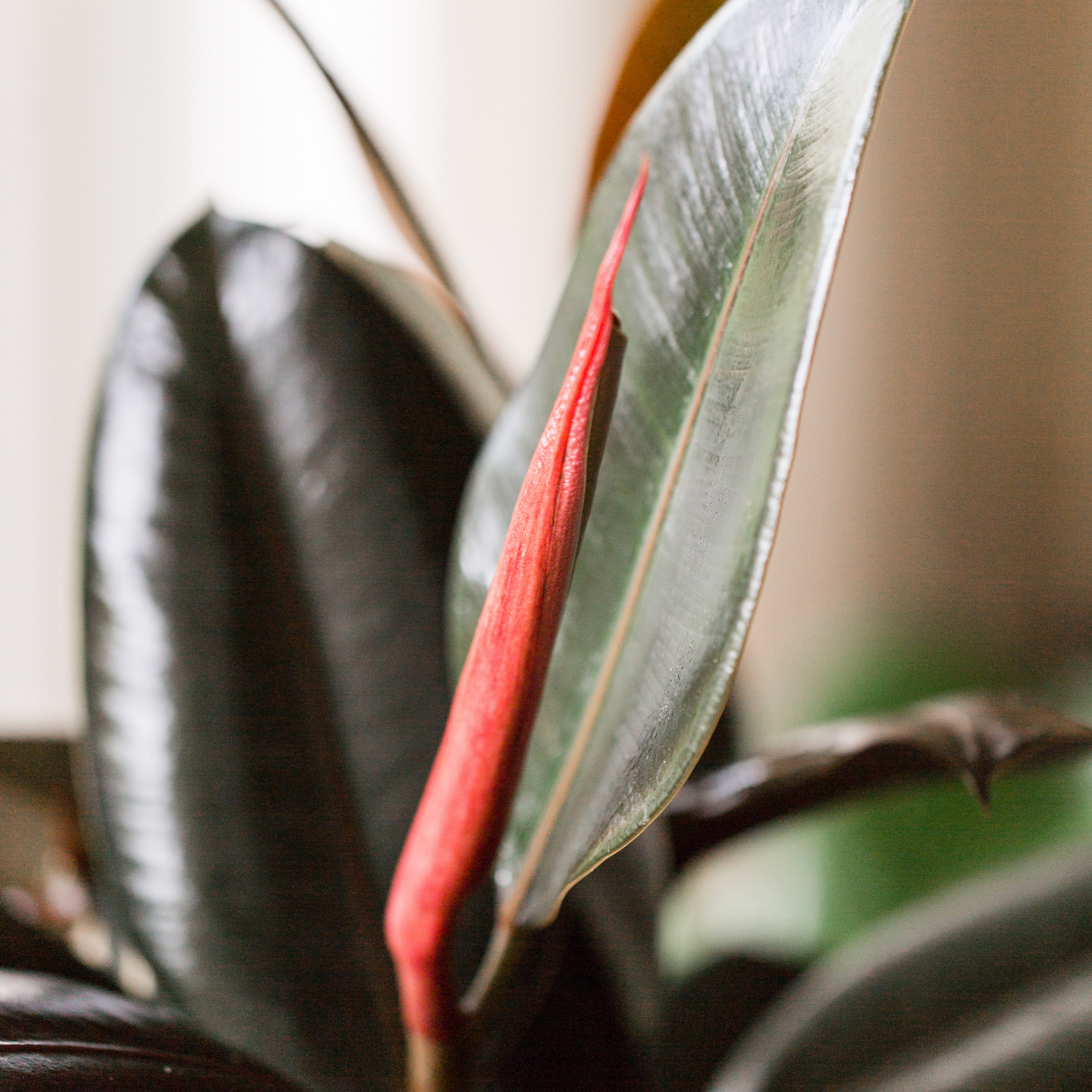 Burgundy Rubber Tree Plant - Ficus elastica Burgundy